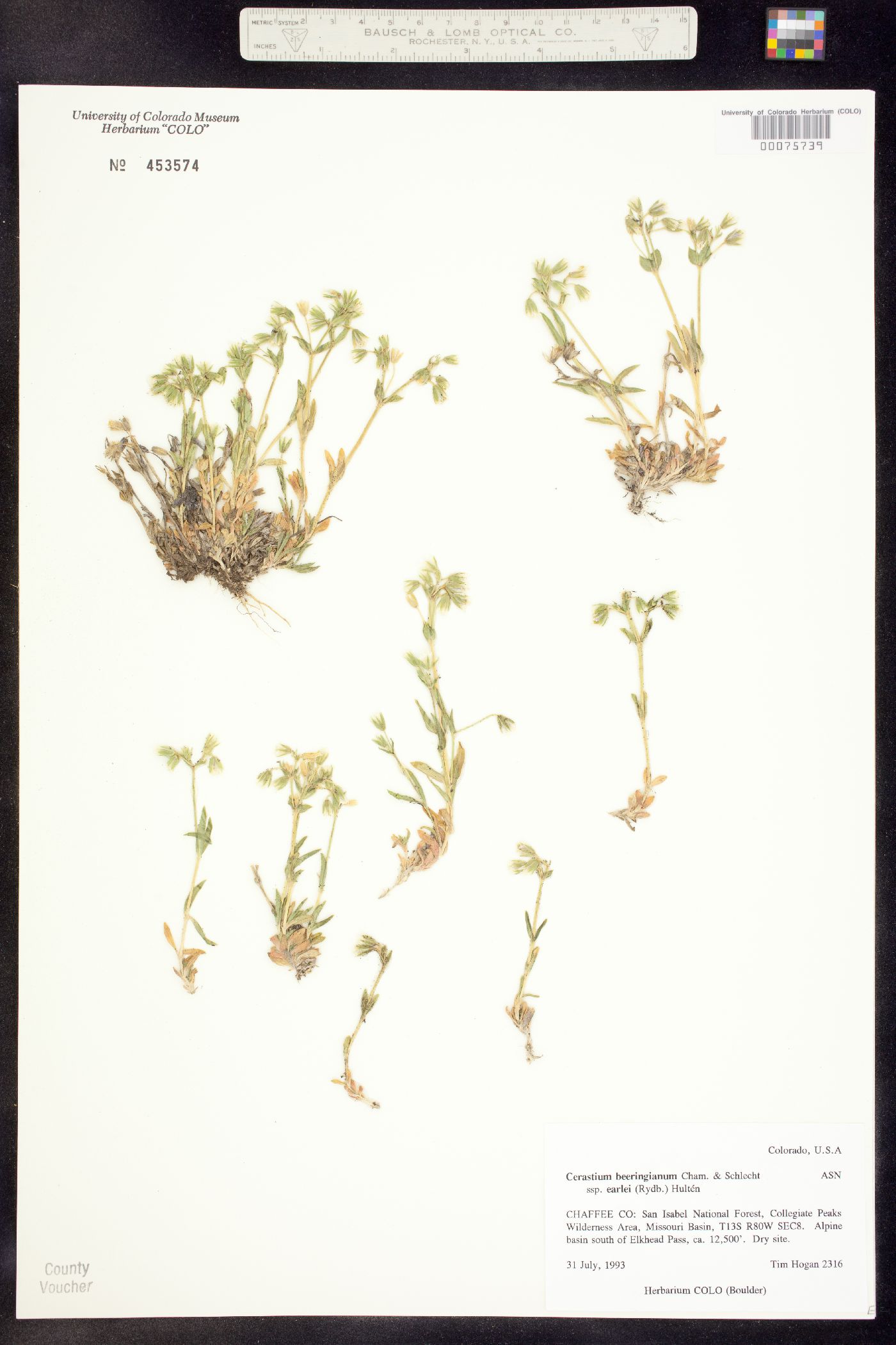 Cerastium beeringianum image