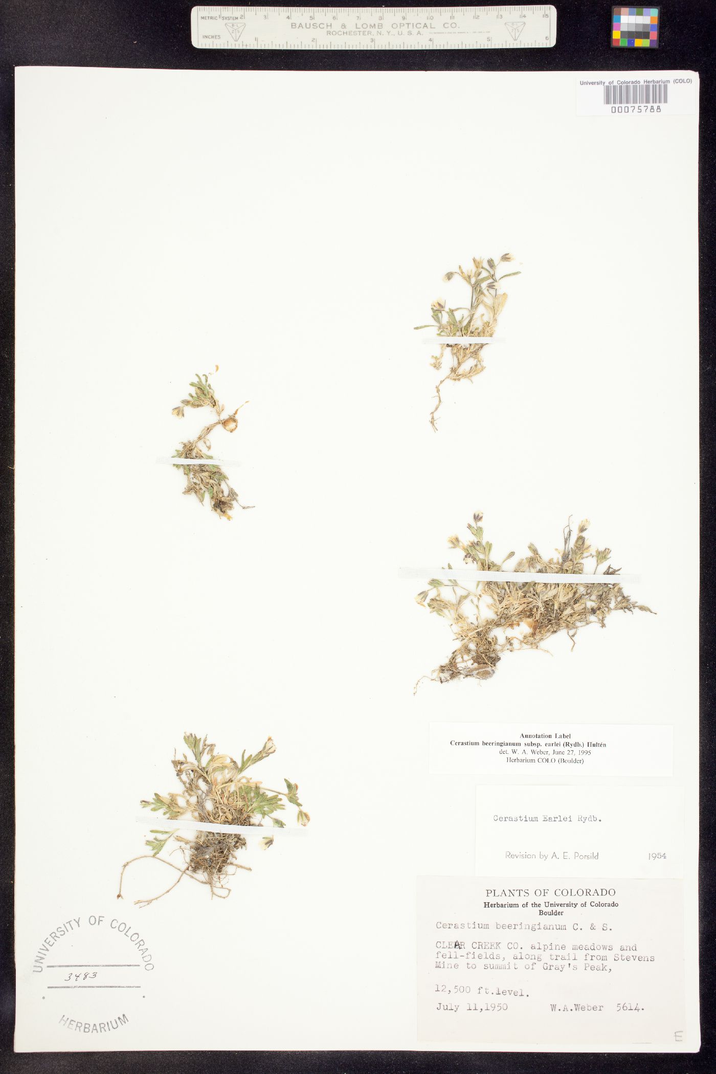 Cerastium beeringianum subsp. earlei image