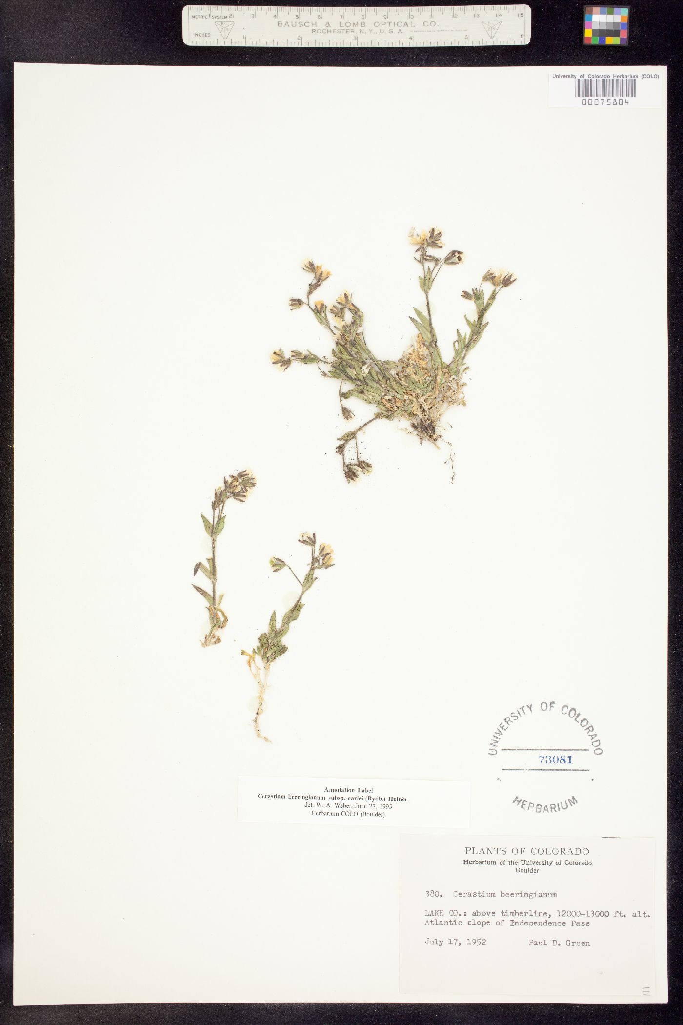 Cerastium beeringianum subsp. earlei image