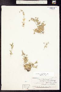 Cerastium beeringianum subsp. earlei image
