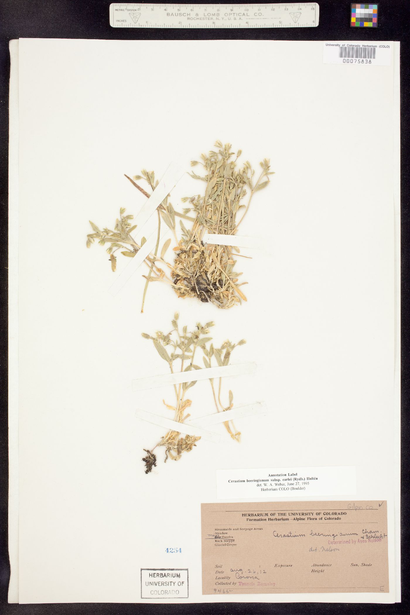 Cerastium beeringianum image