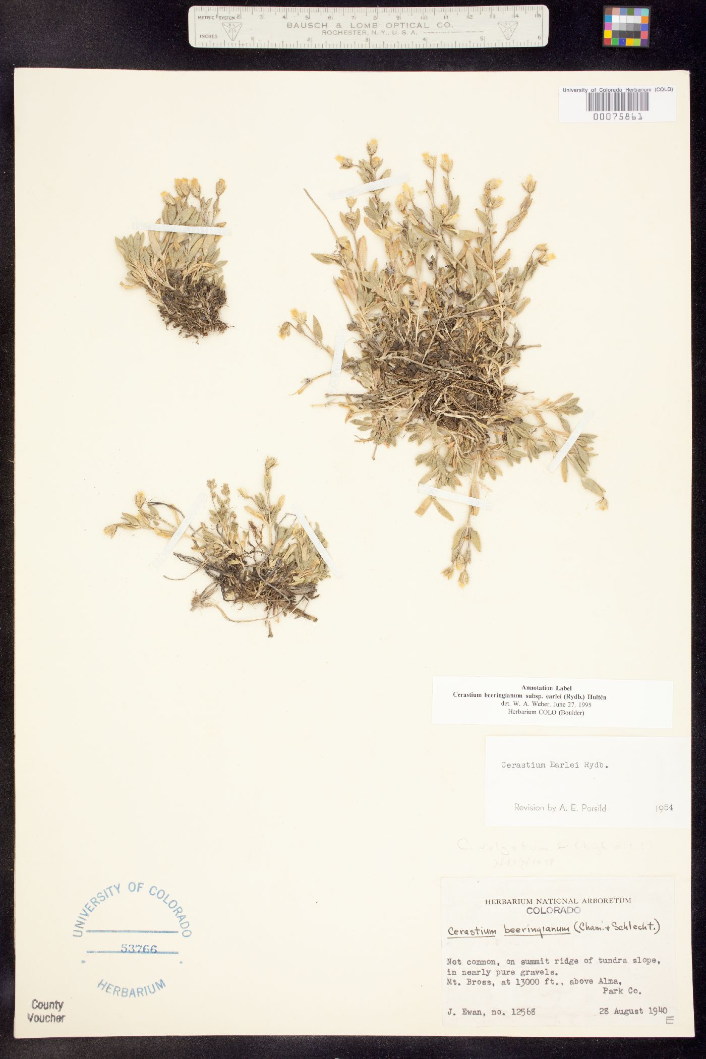 Cerastium image