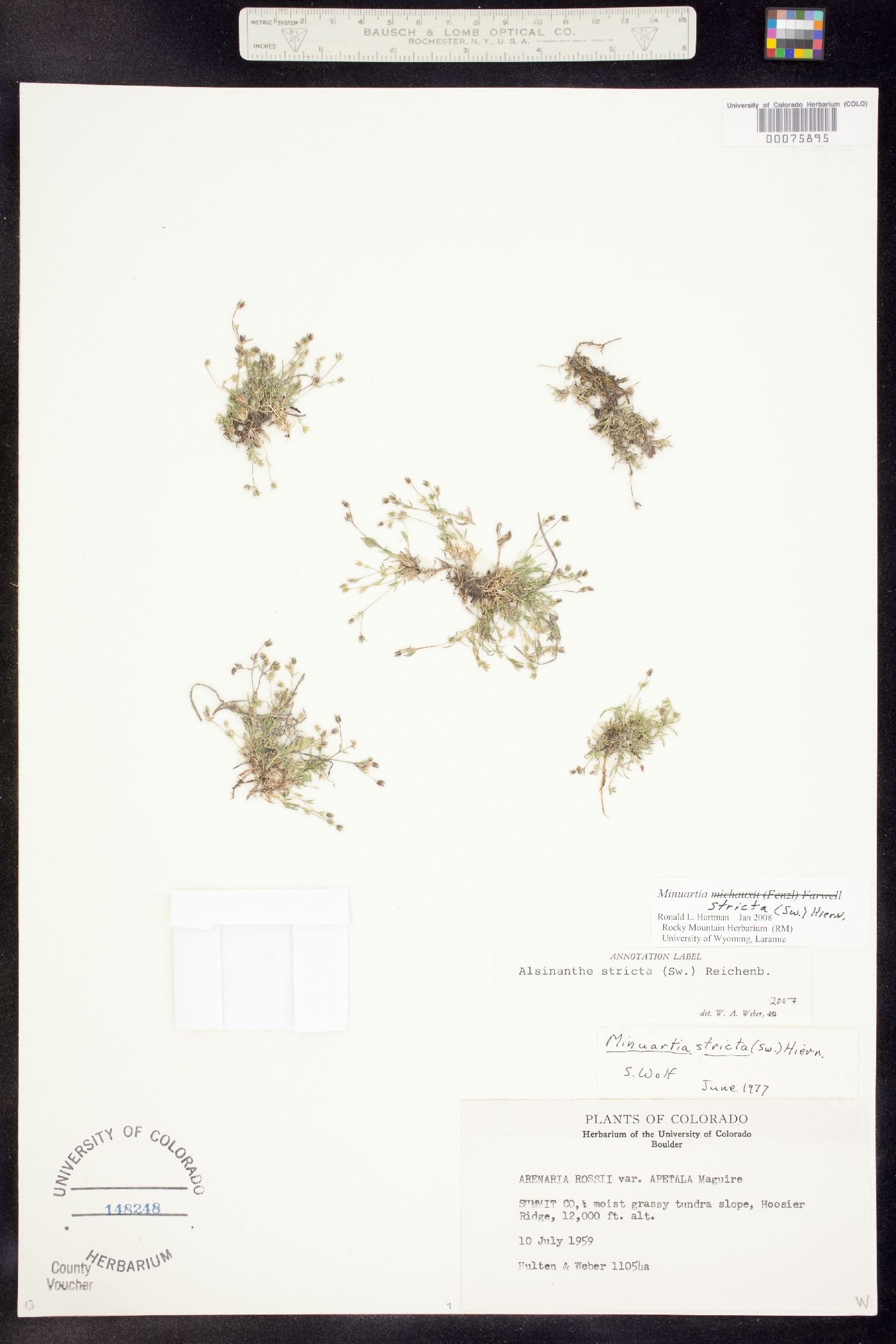 Alsinanthe stricta image