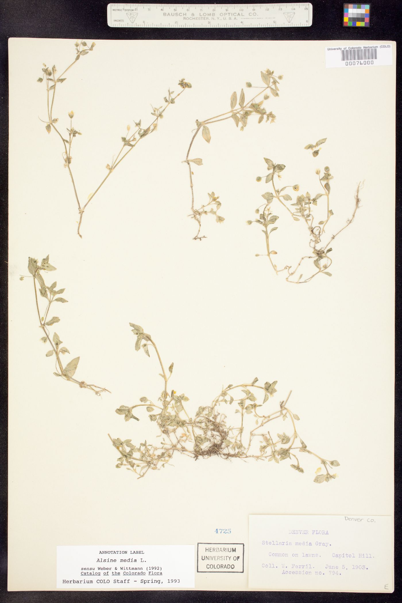 Stellaria media image