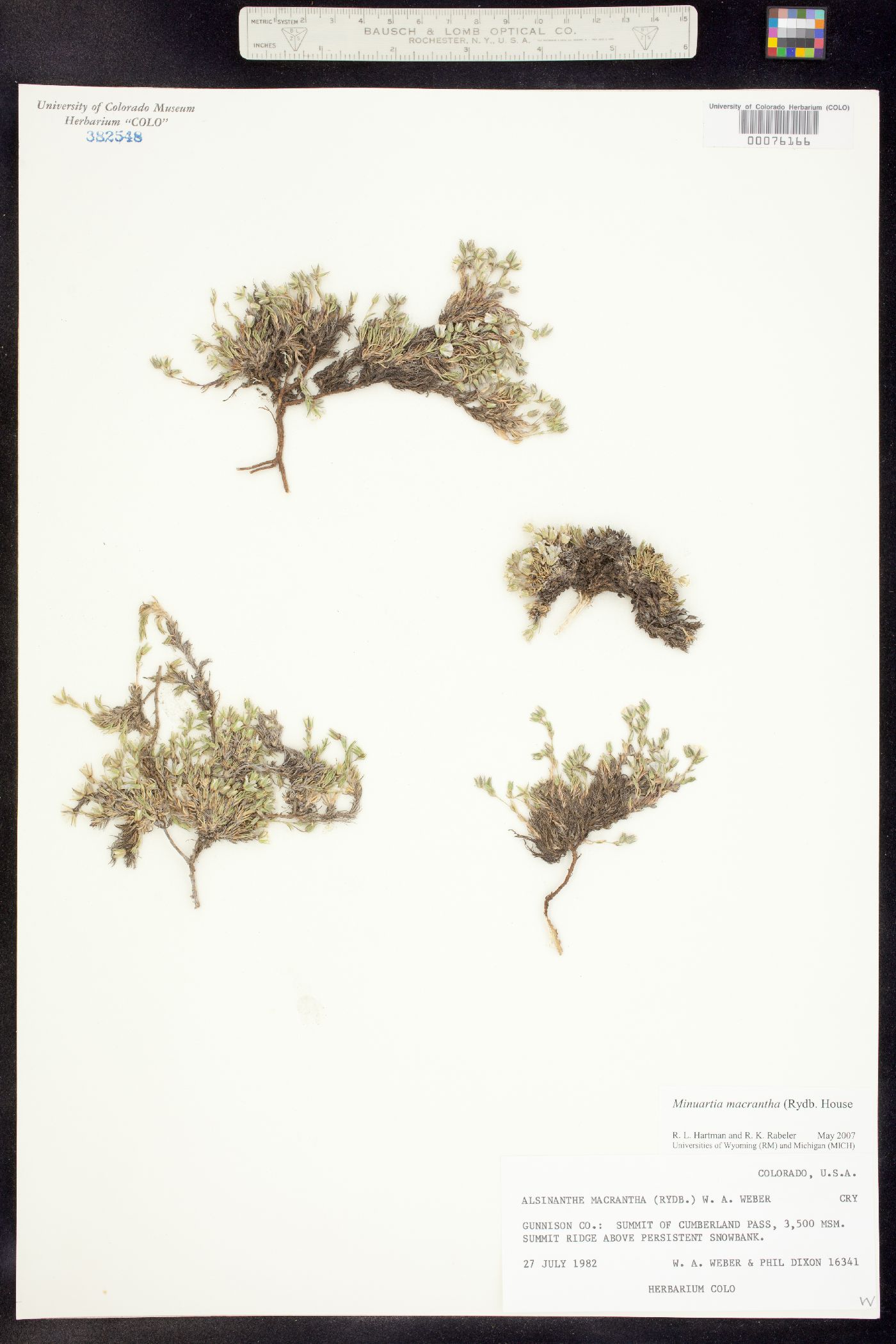 Alsinanthe macrantha image