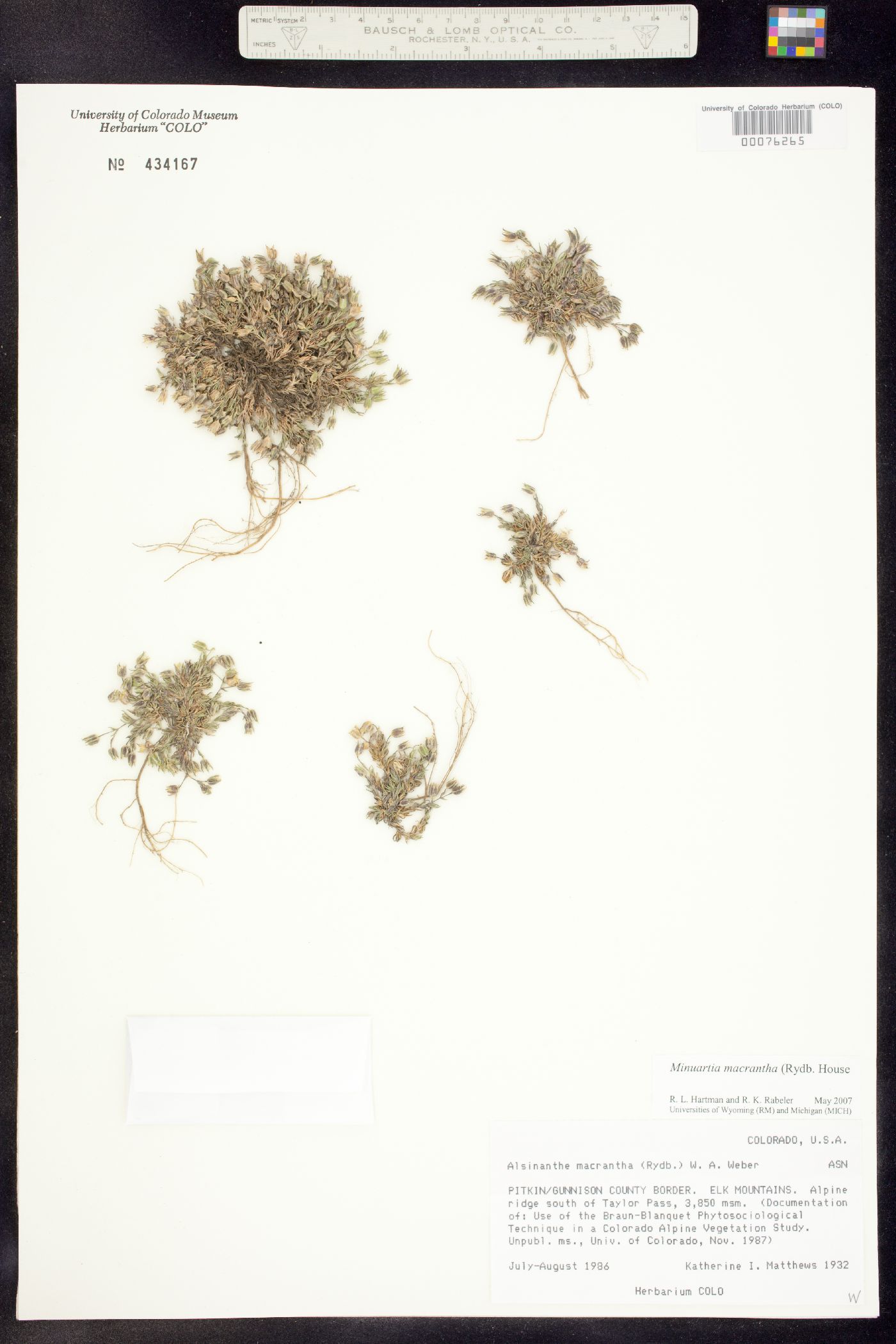 Alsinanthe macrantha image
