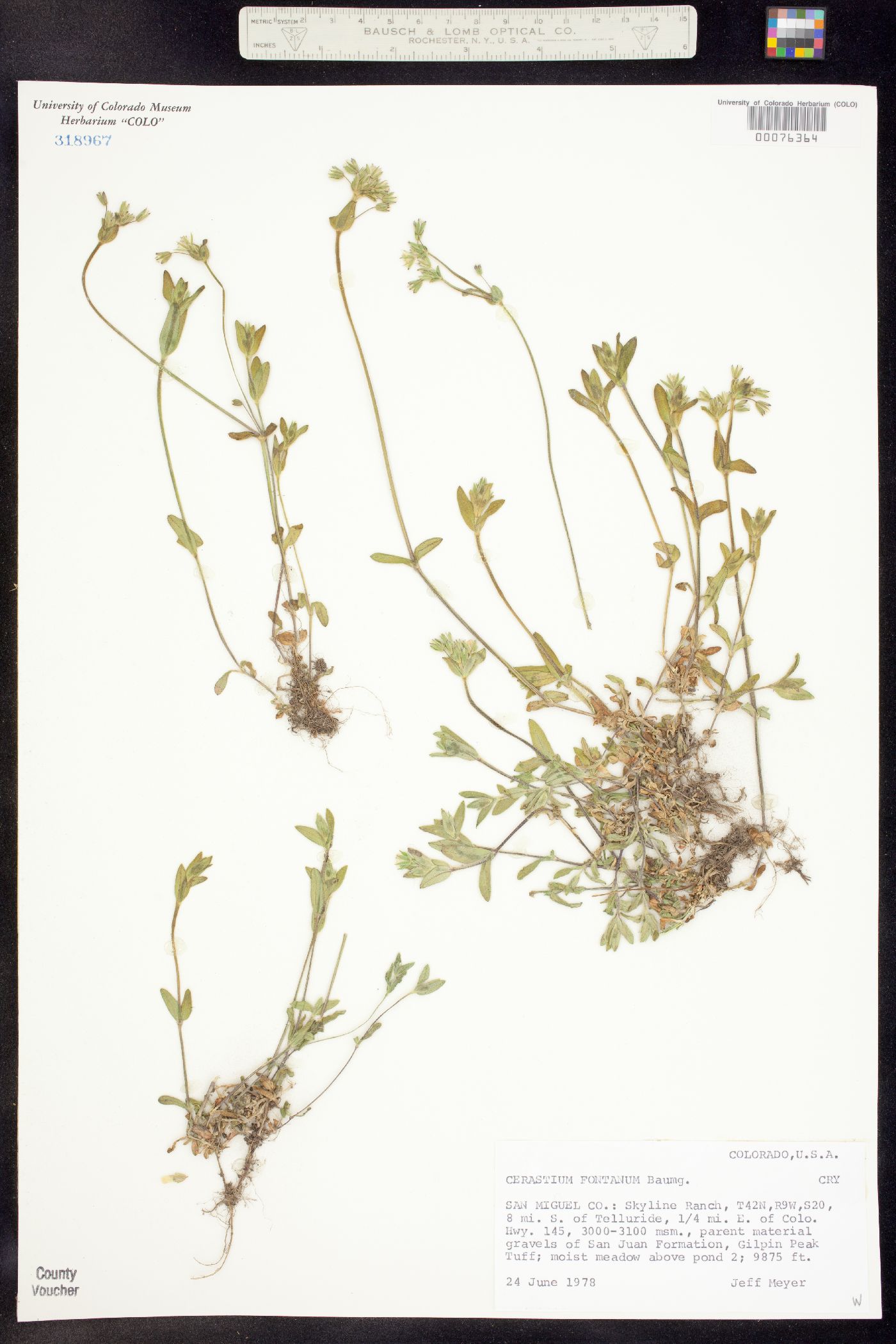 Cerastium fontanum image