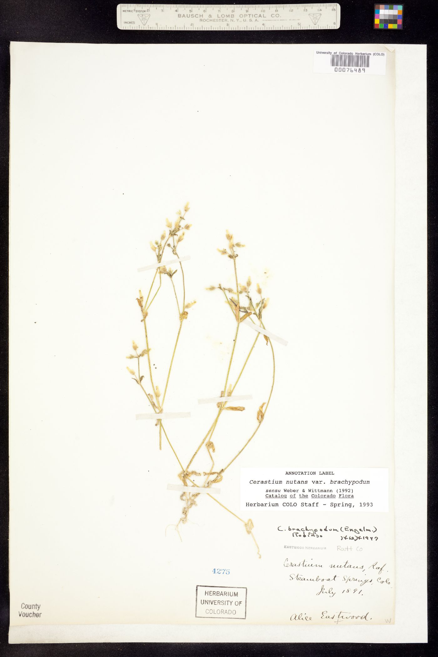 Cerastium nutans image