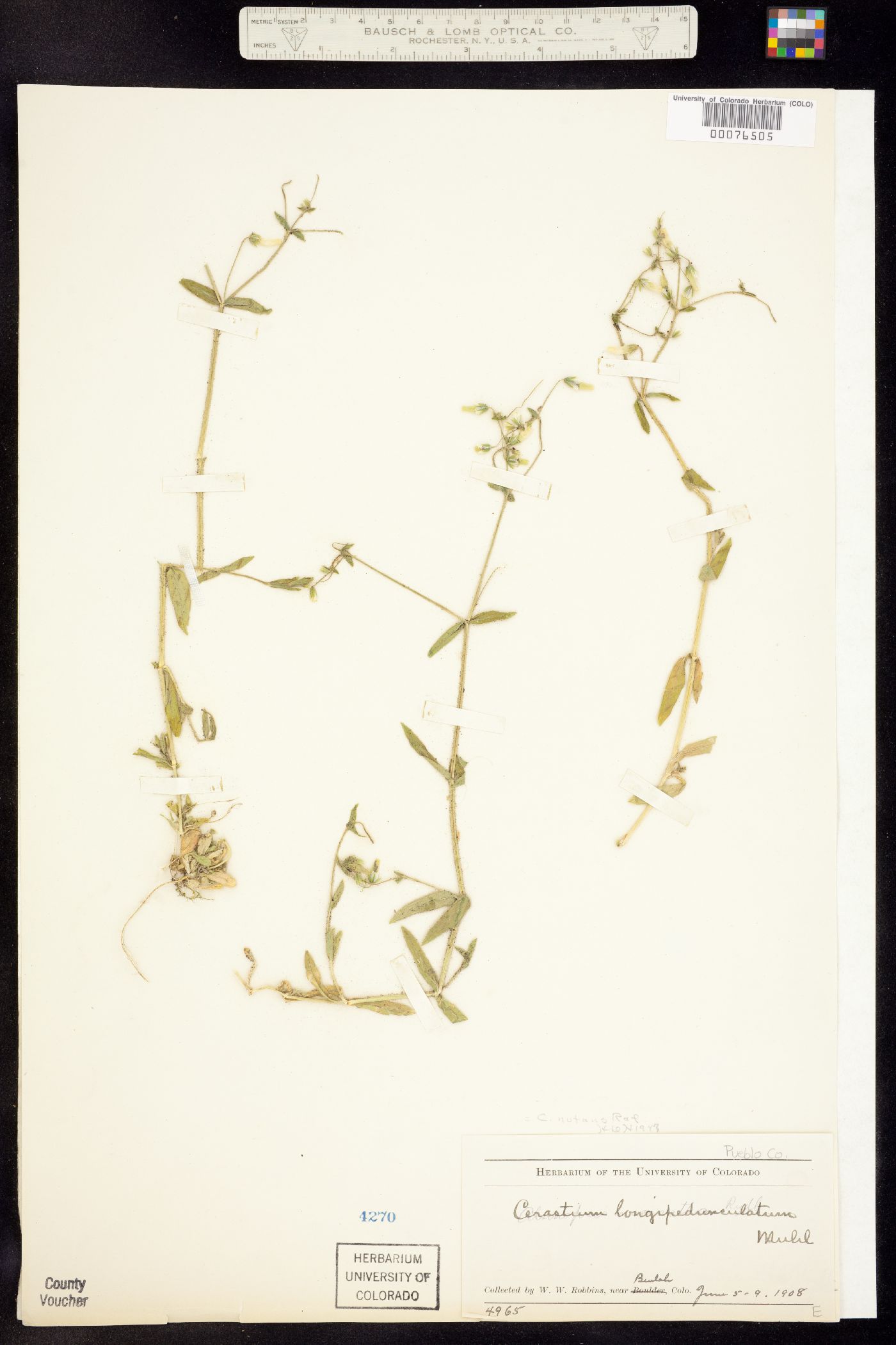 Cerastium brachypodum image