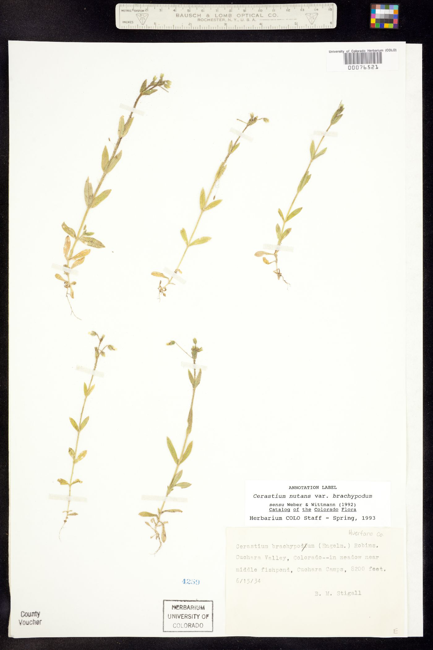 Cerastium brachypodum image