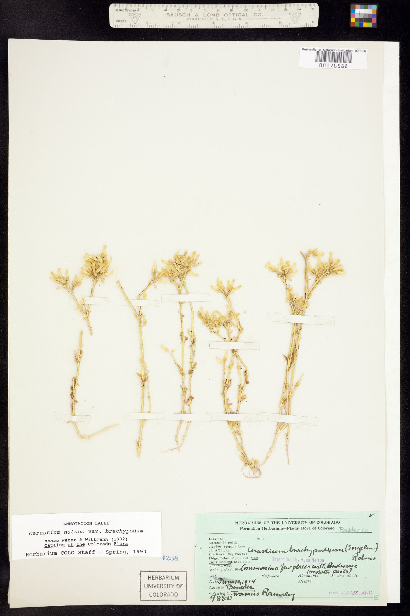 Cerastium nutans image