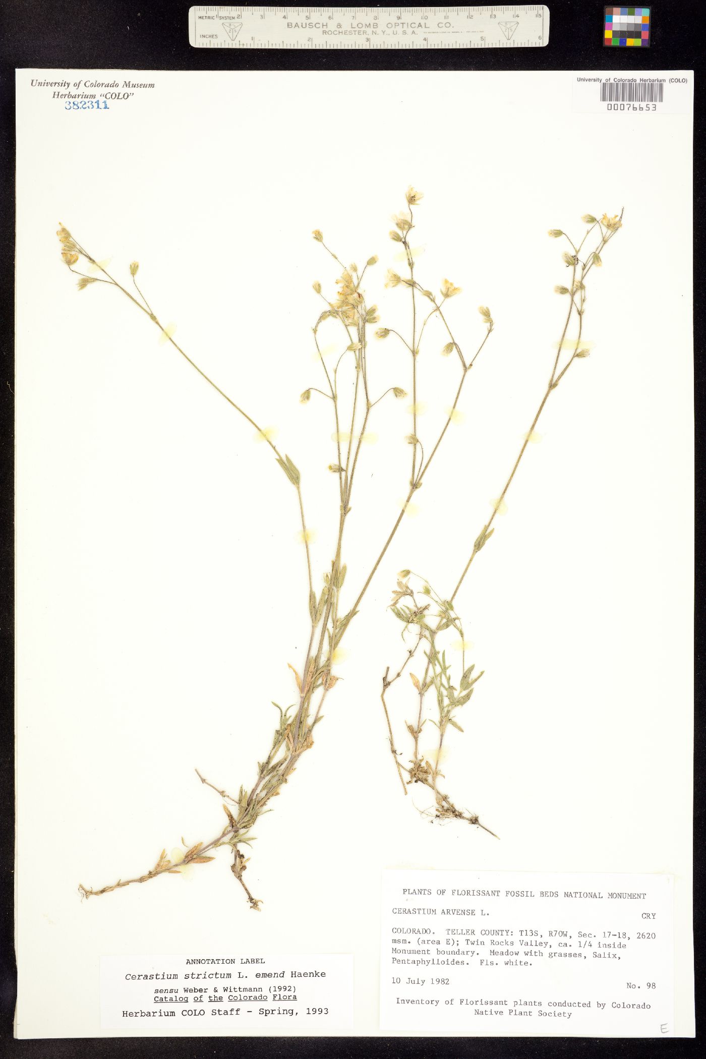 Cerastium strictum image