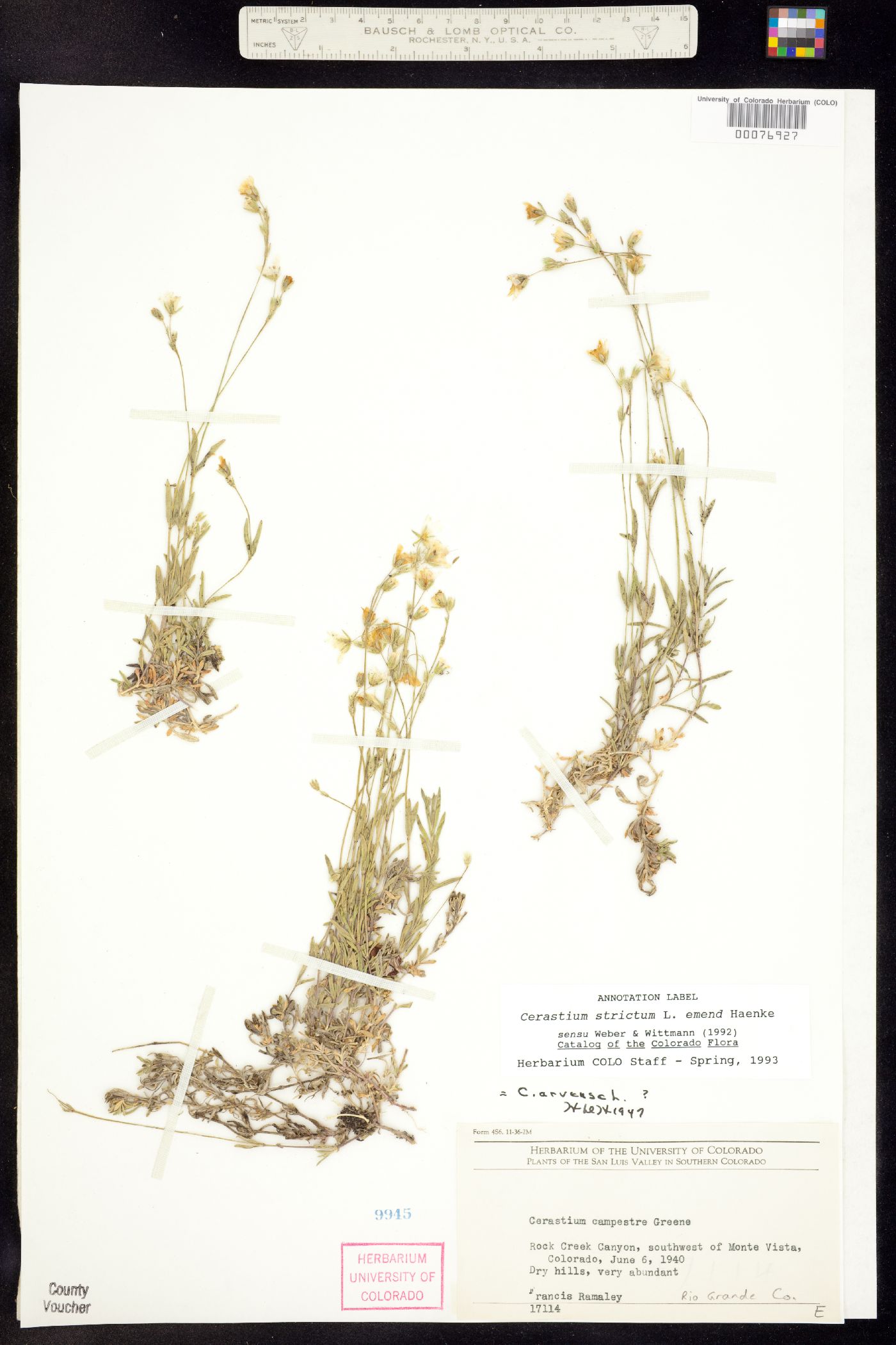 Cerastium image