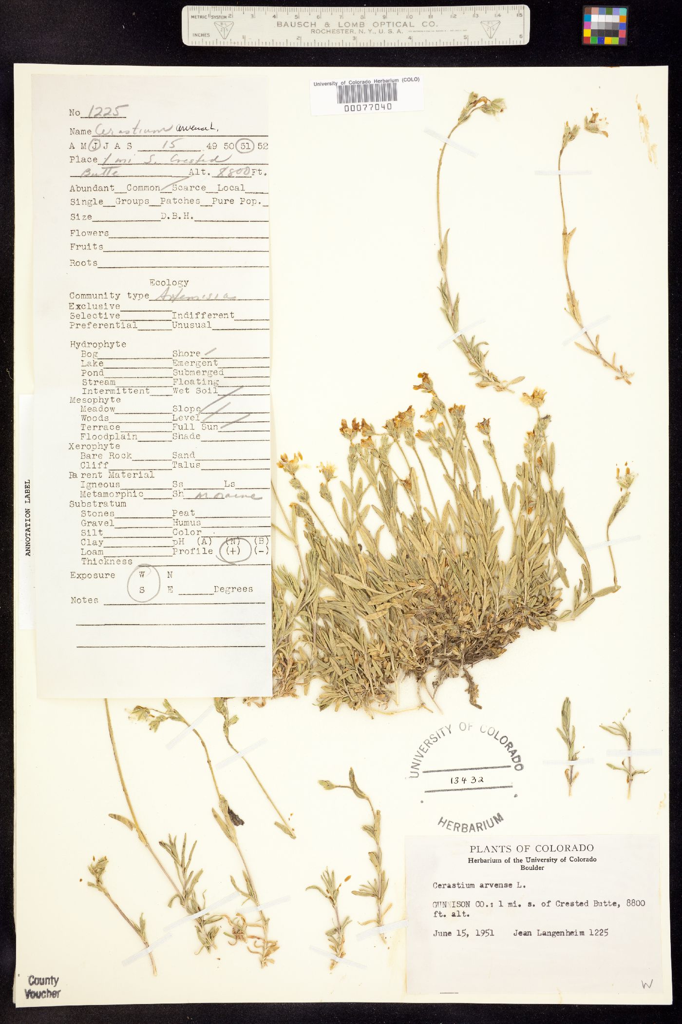 Cerastium image