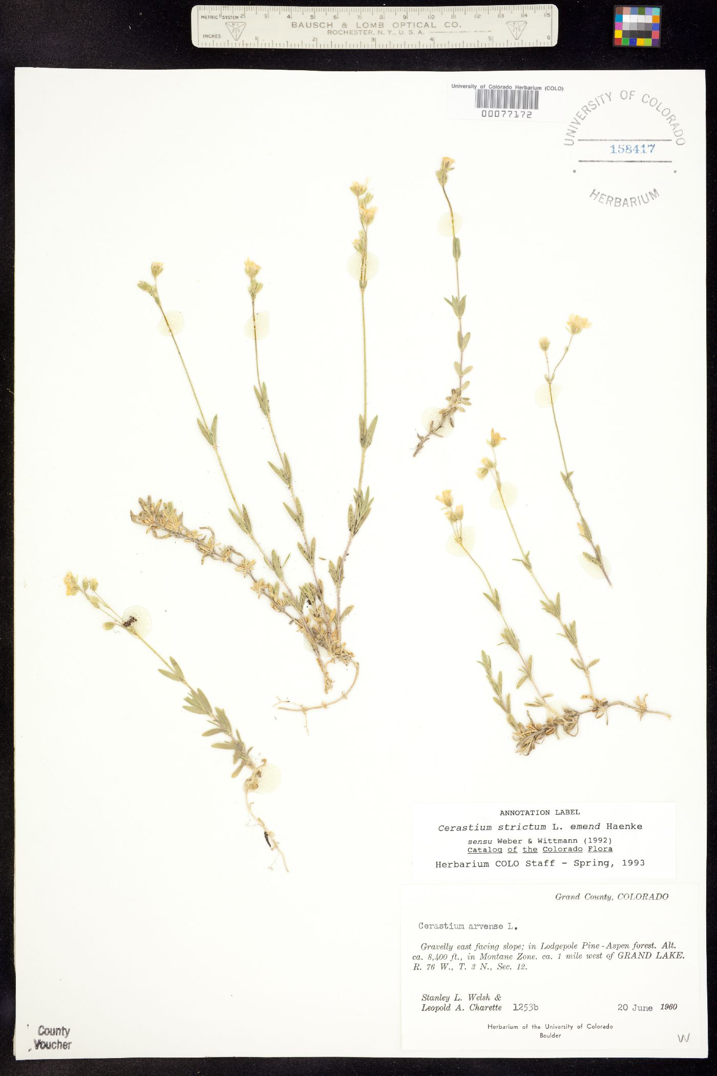 Cerastium strictum image