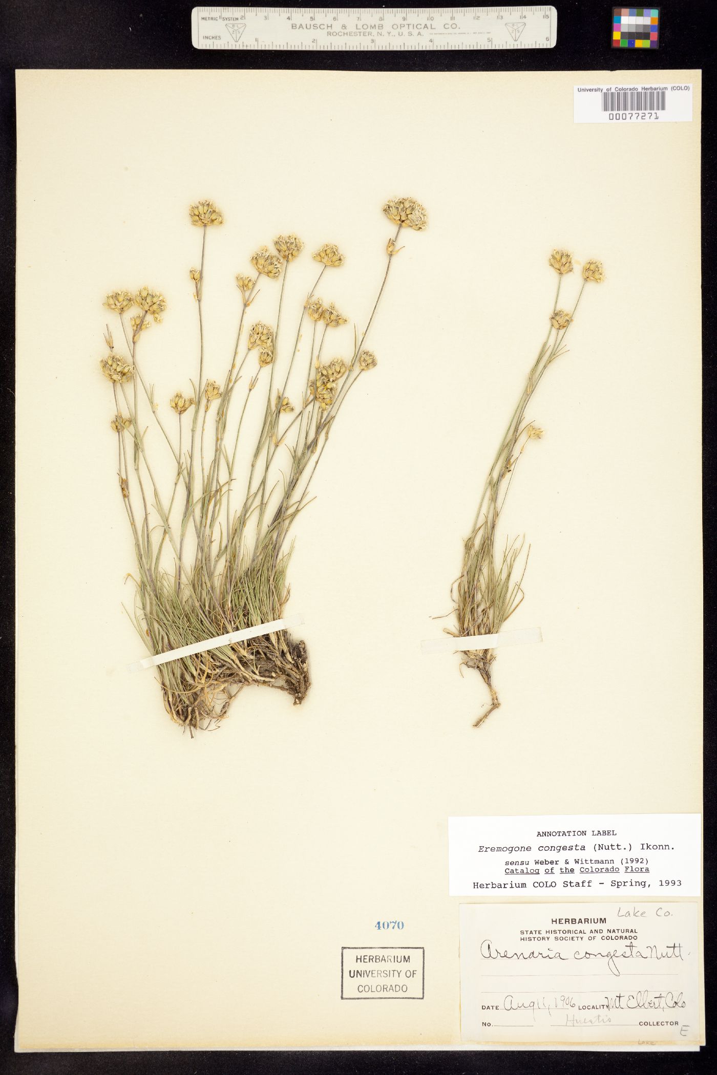 Eremogone congesta image