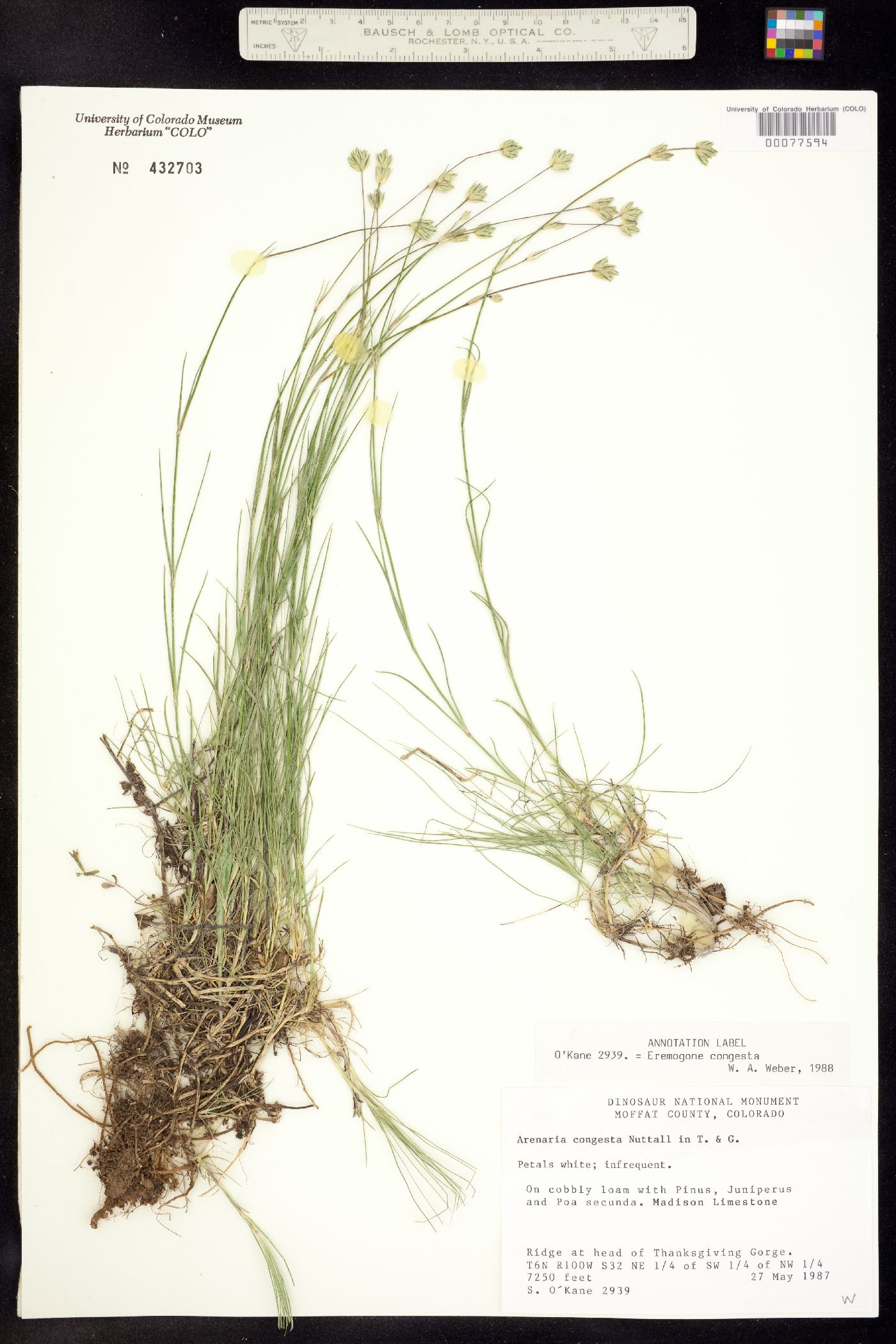 Eremogone congesta image