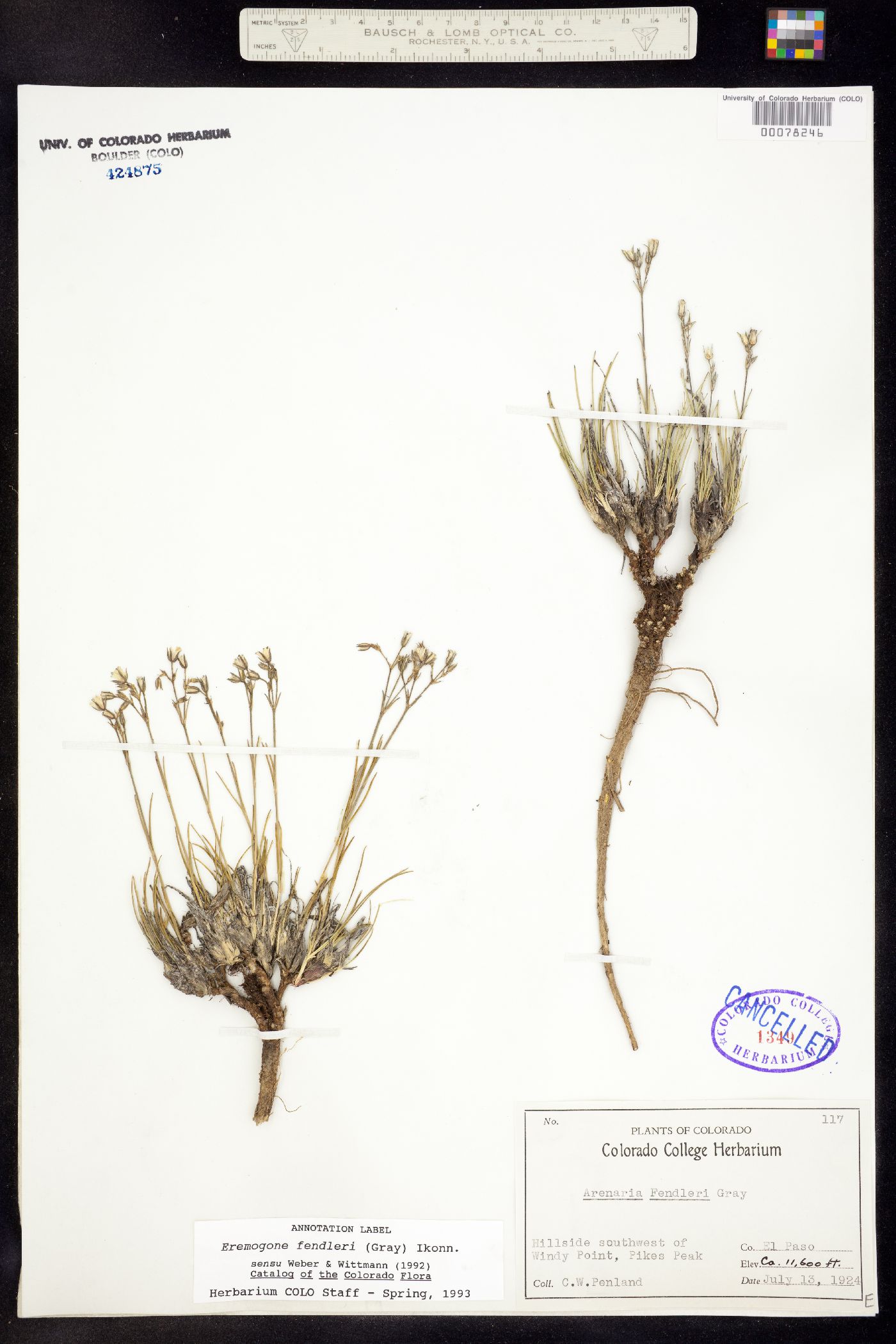 Eremogone fendleri image