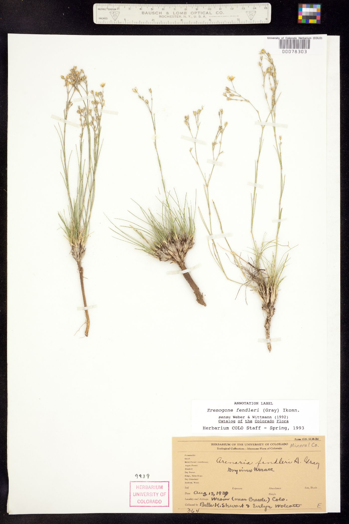 Eremogone fendleri image