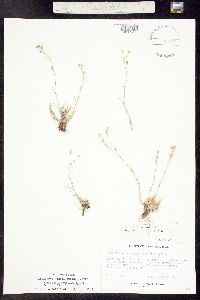 Eremogone kingii subsp. uintahensis image