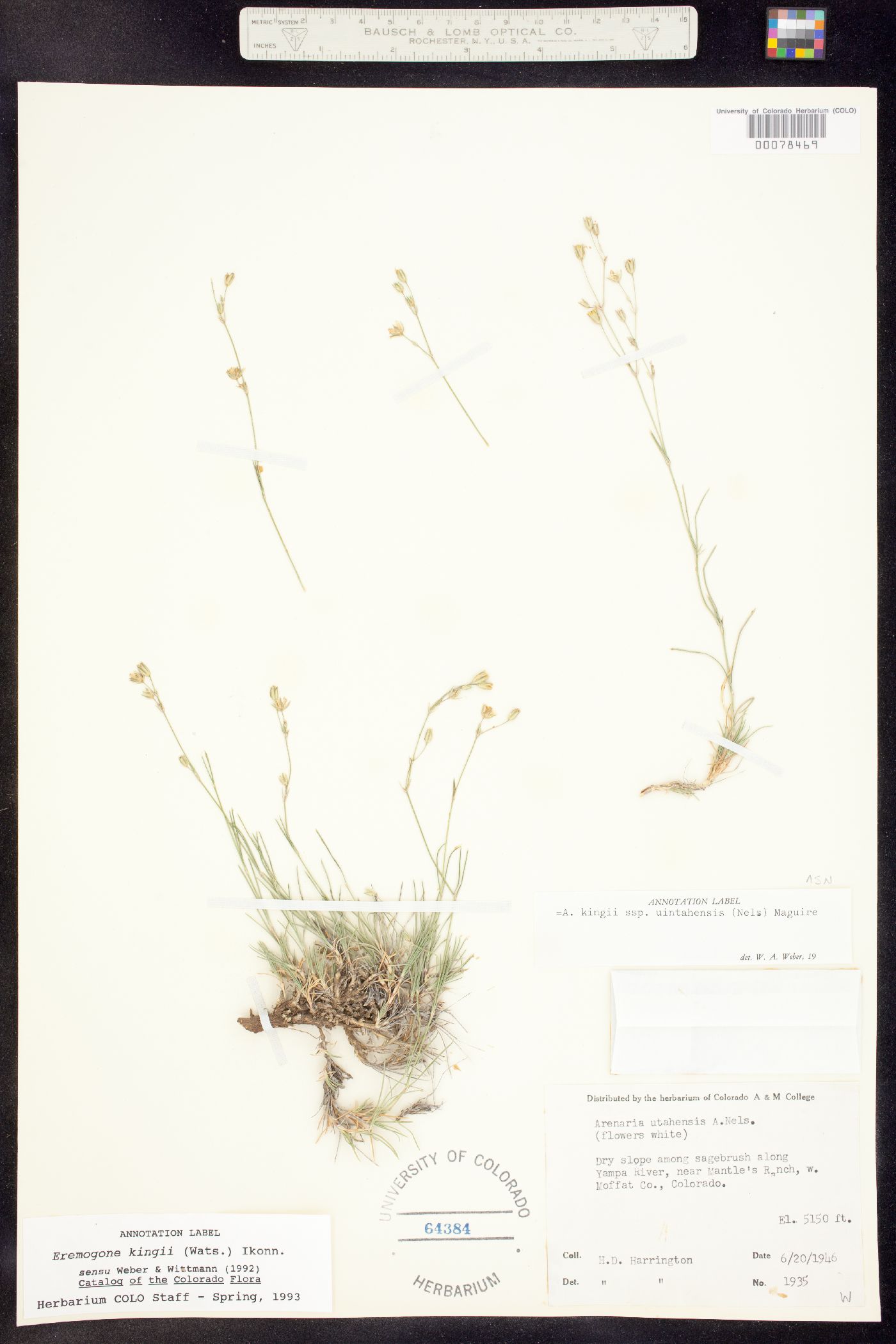 Eremogone kingii var. glabrescens image