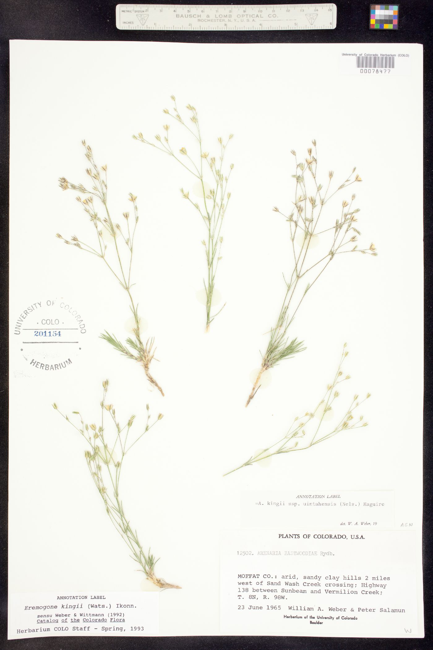 Eremogone kingii subsp. uintahensis image