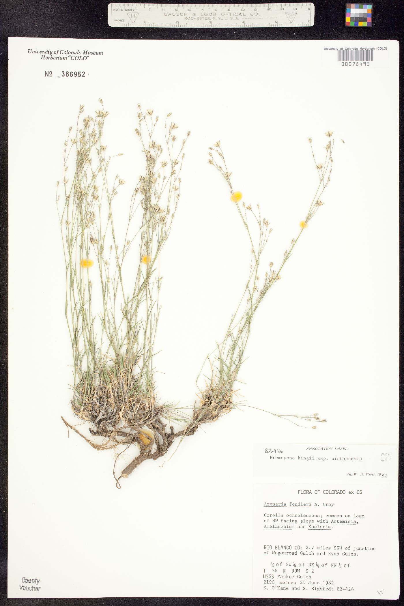 Eremogone kingii var. glabrescens image