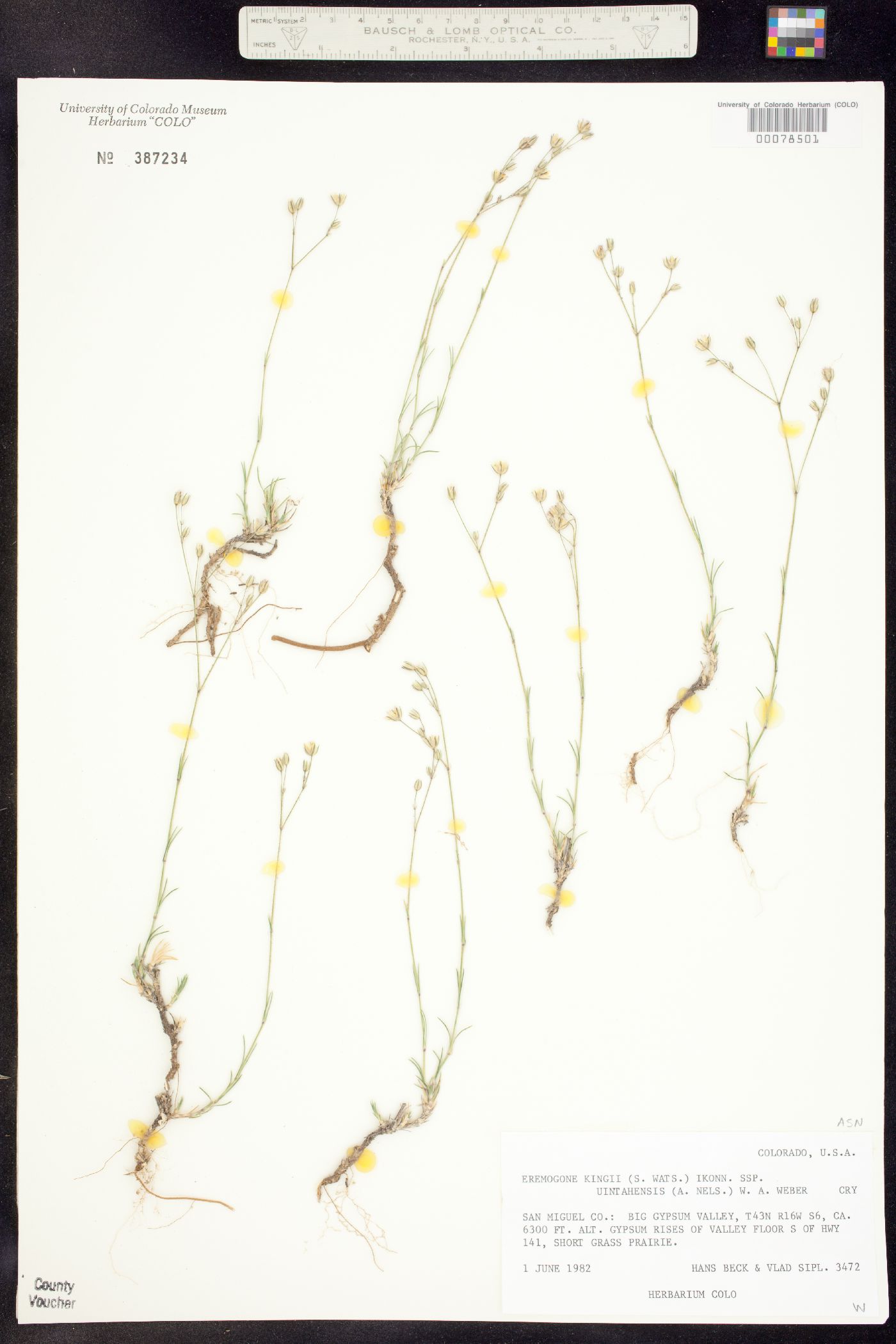Eremogone kingii subsp. uintahensis image