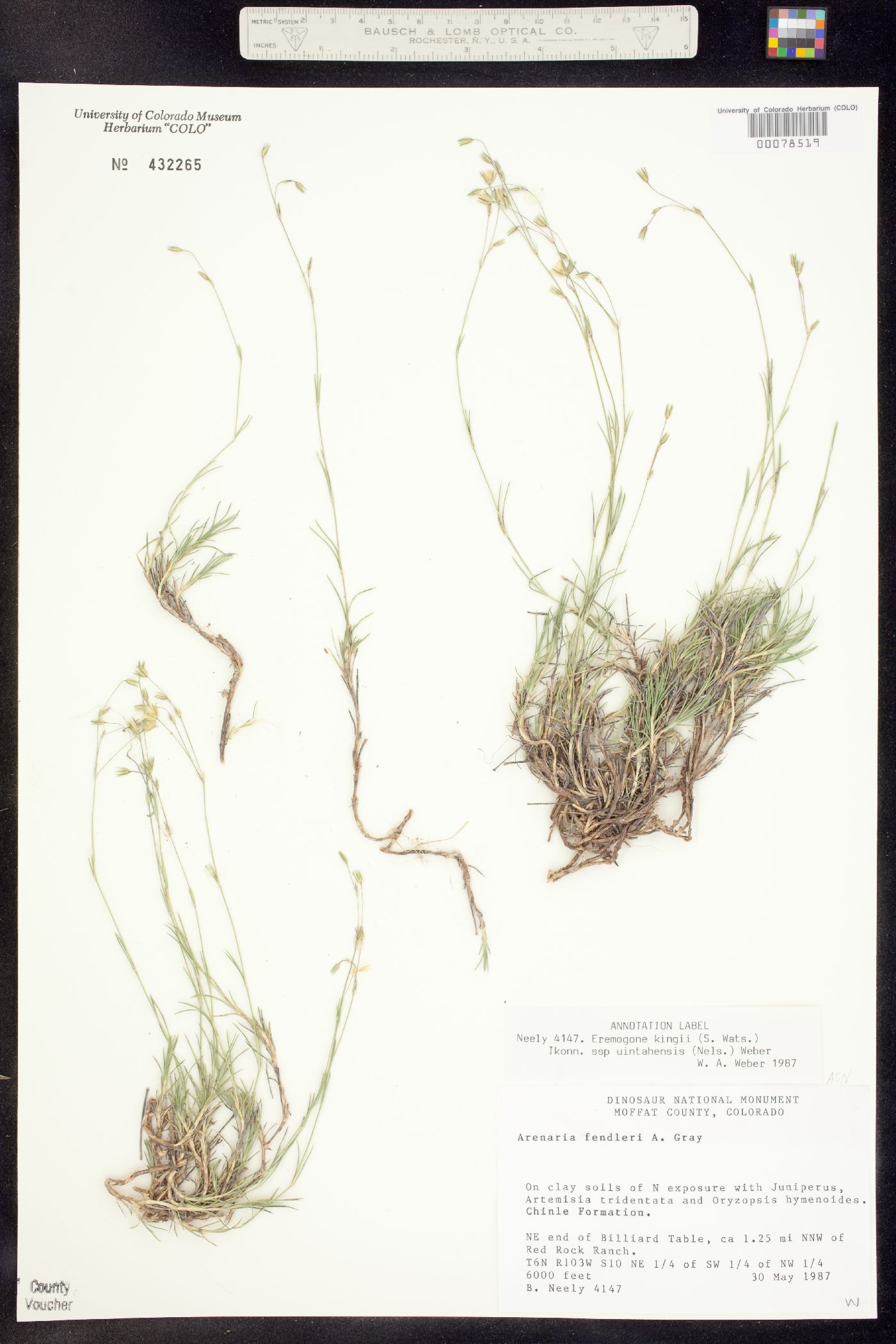 Eremogone kingii var. glabrescens image