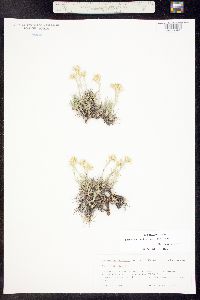 Eremogone hookeri subsp. pinetorum image