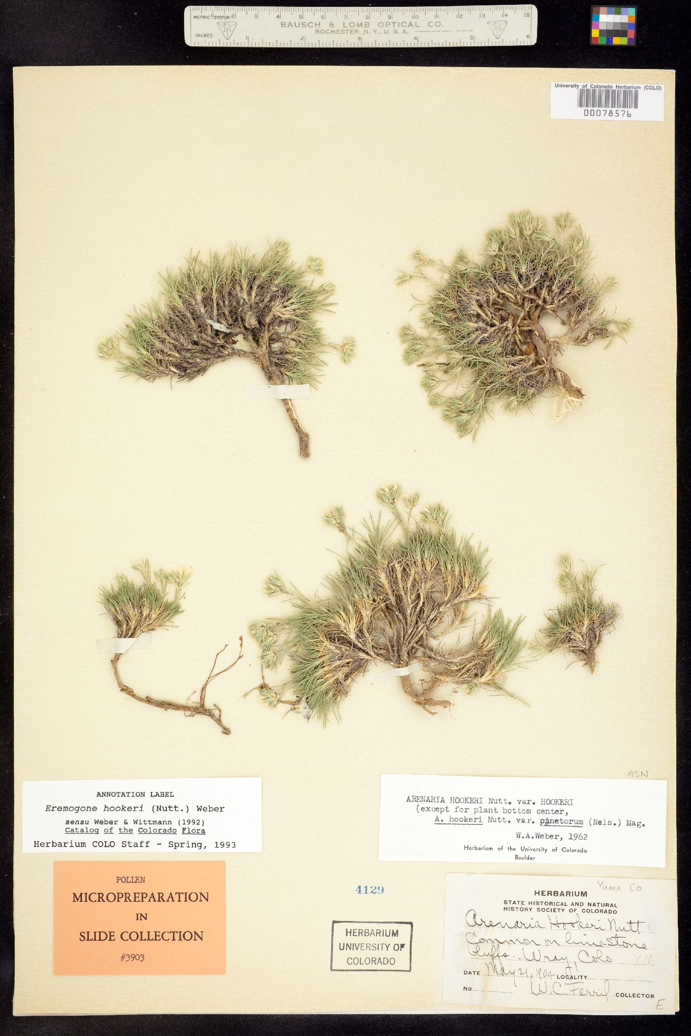 Eremogone hookeri var. pinetorum image