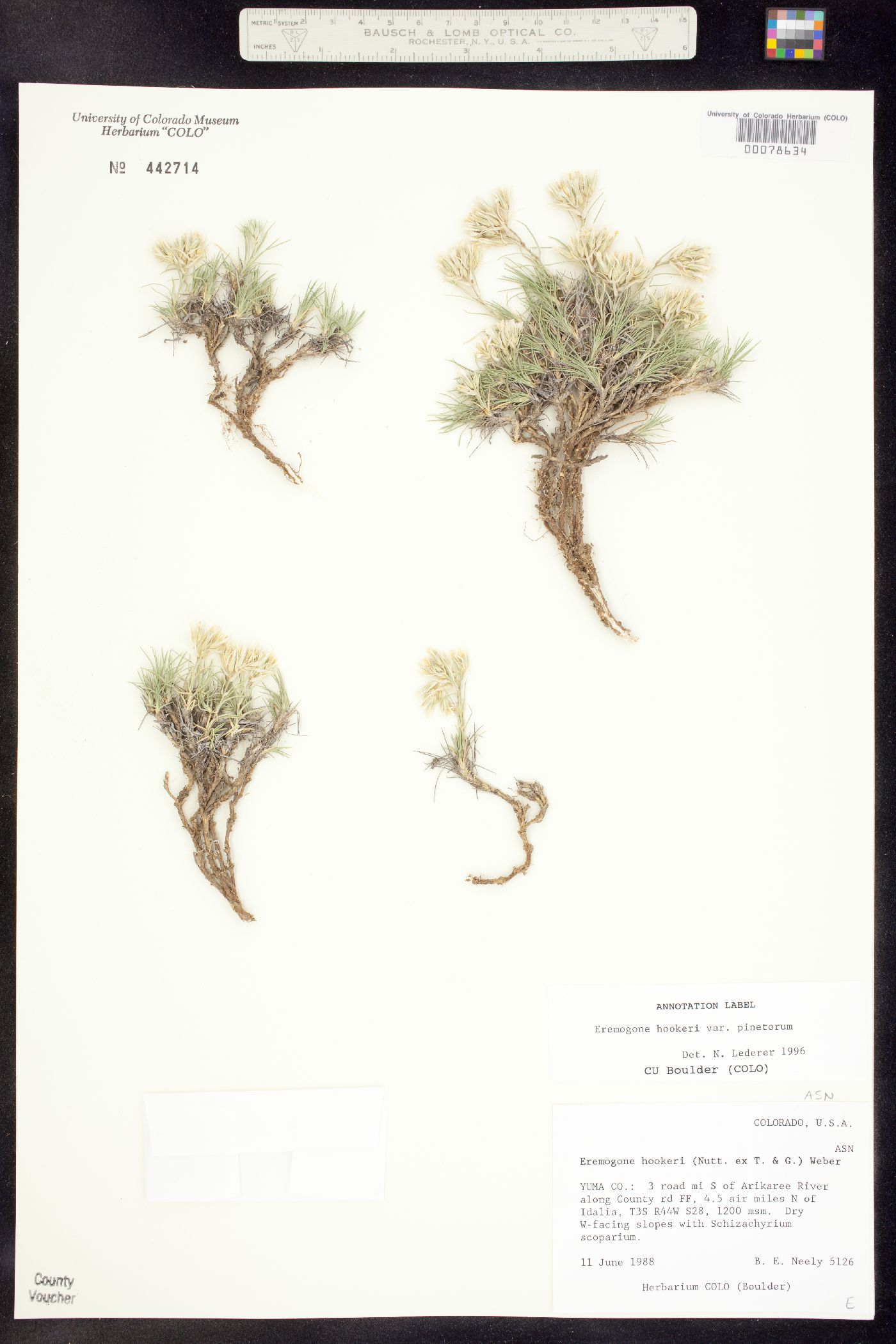 Eremogone hookeri var. pinetorum image