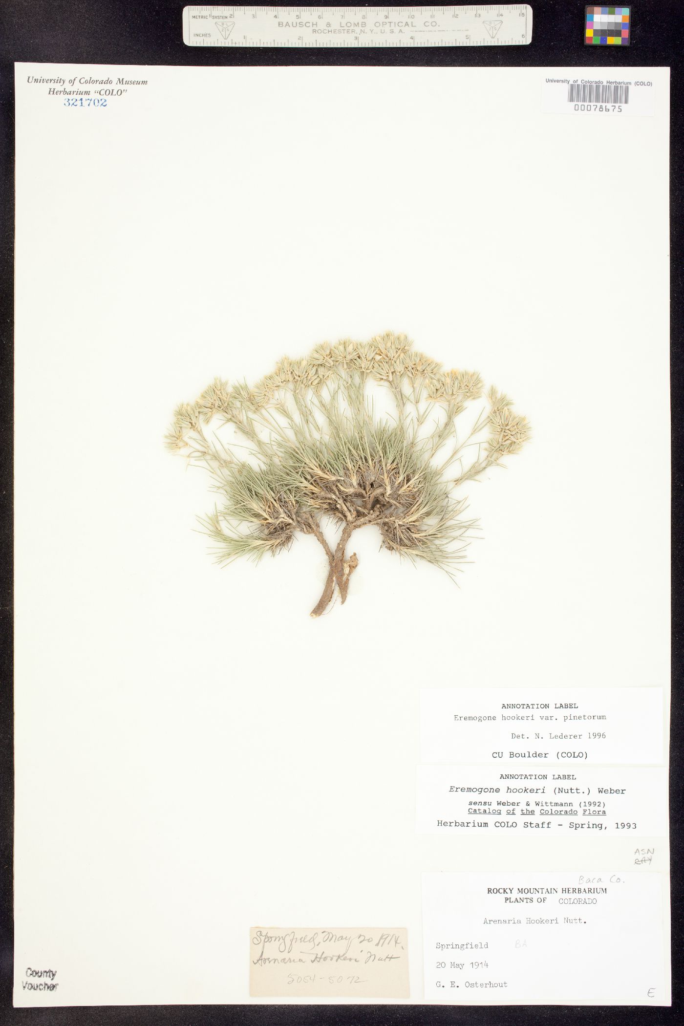 Eremogone hookeri subsp. pinetorum image