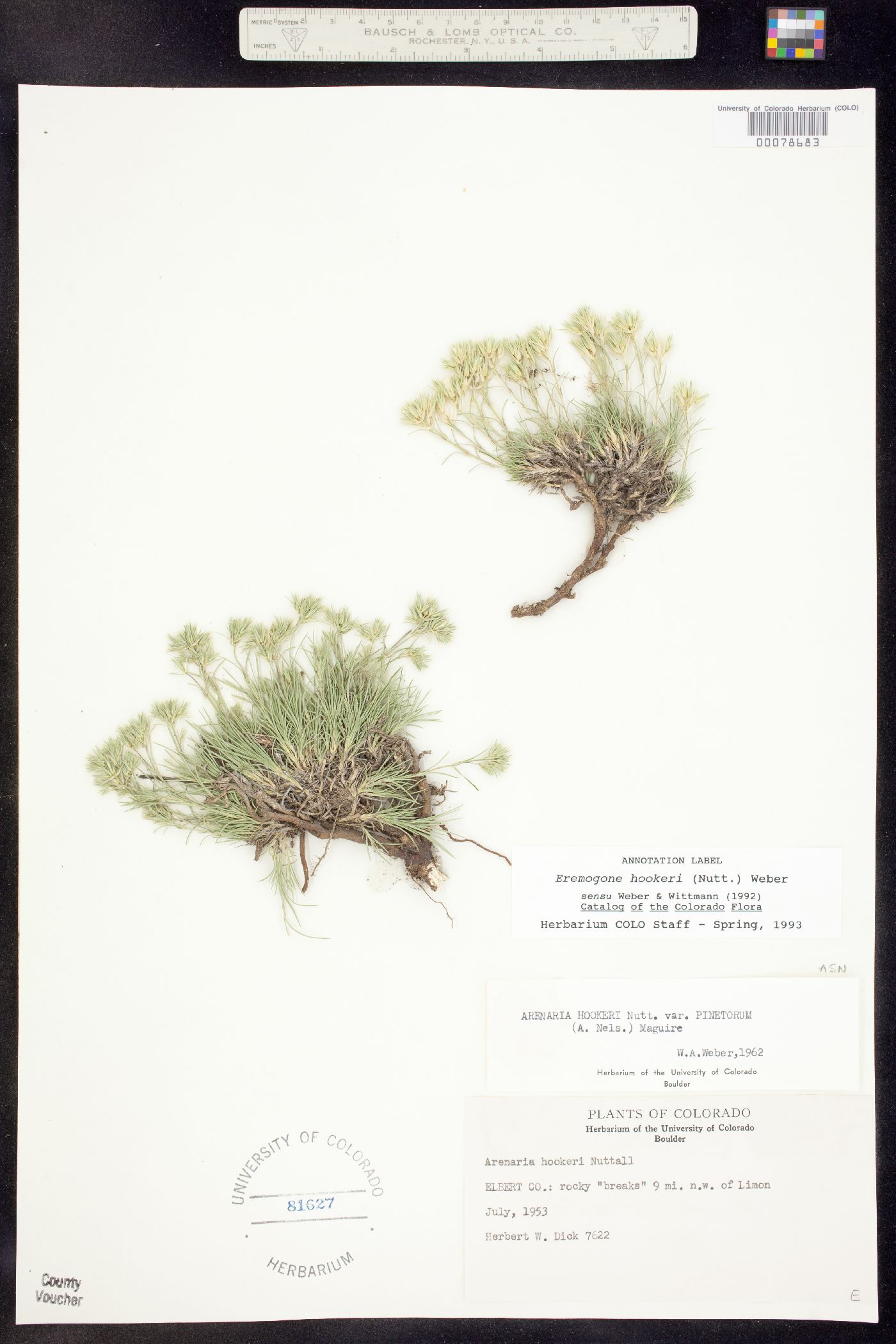 Eremogone hookeri var. pinetorum image