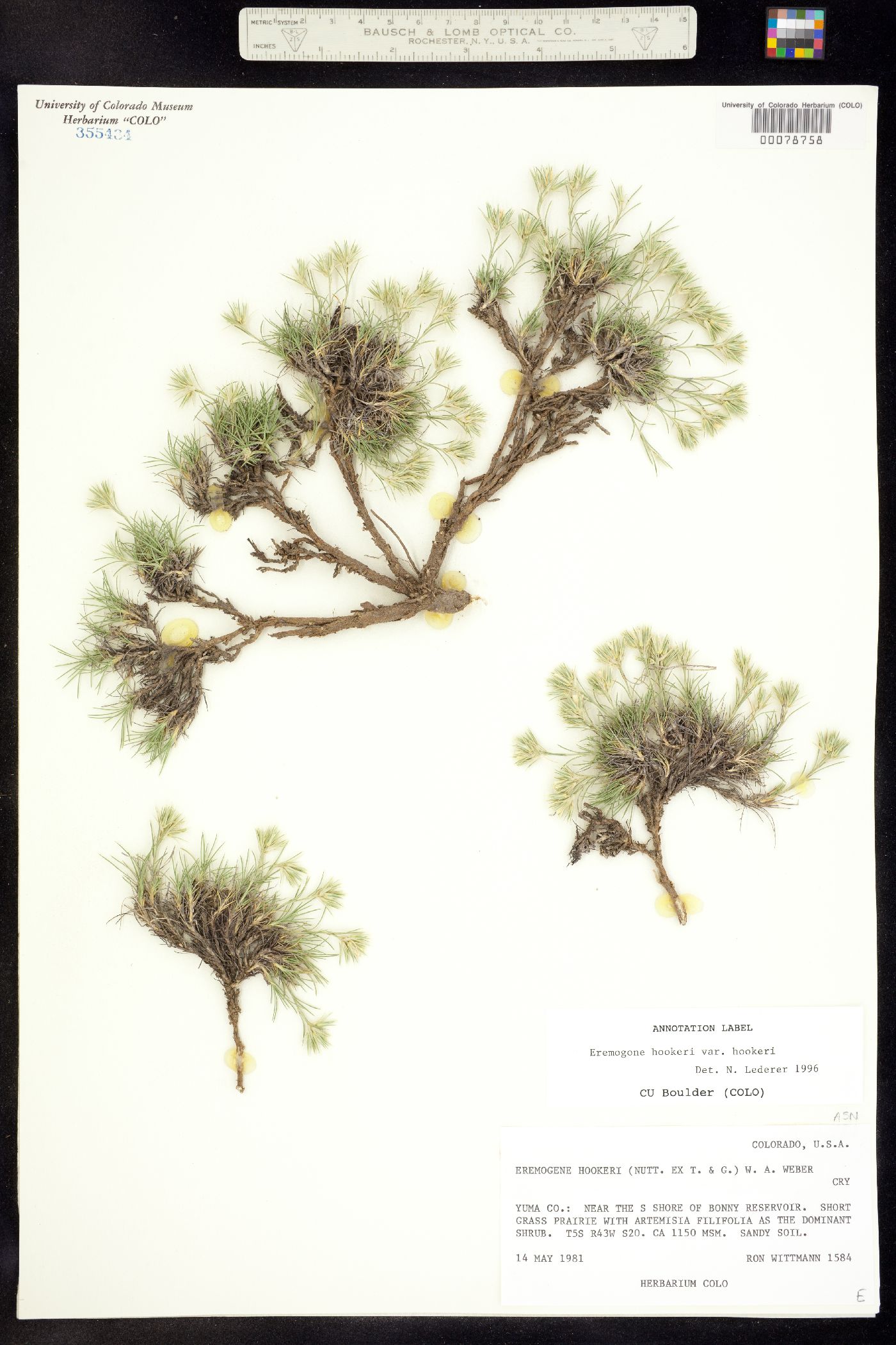 Eremogone hookeri subsp. hookeri image