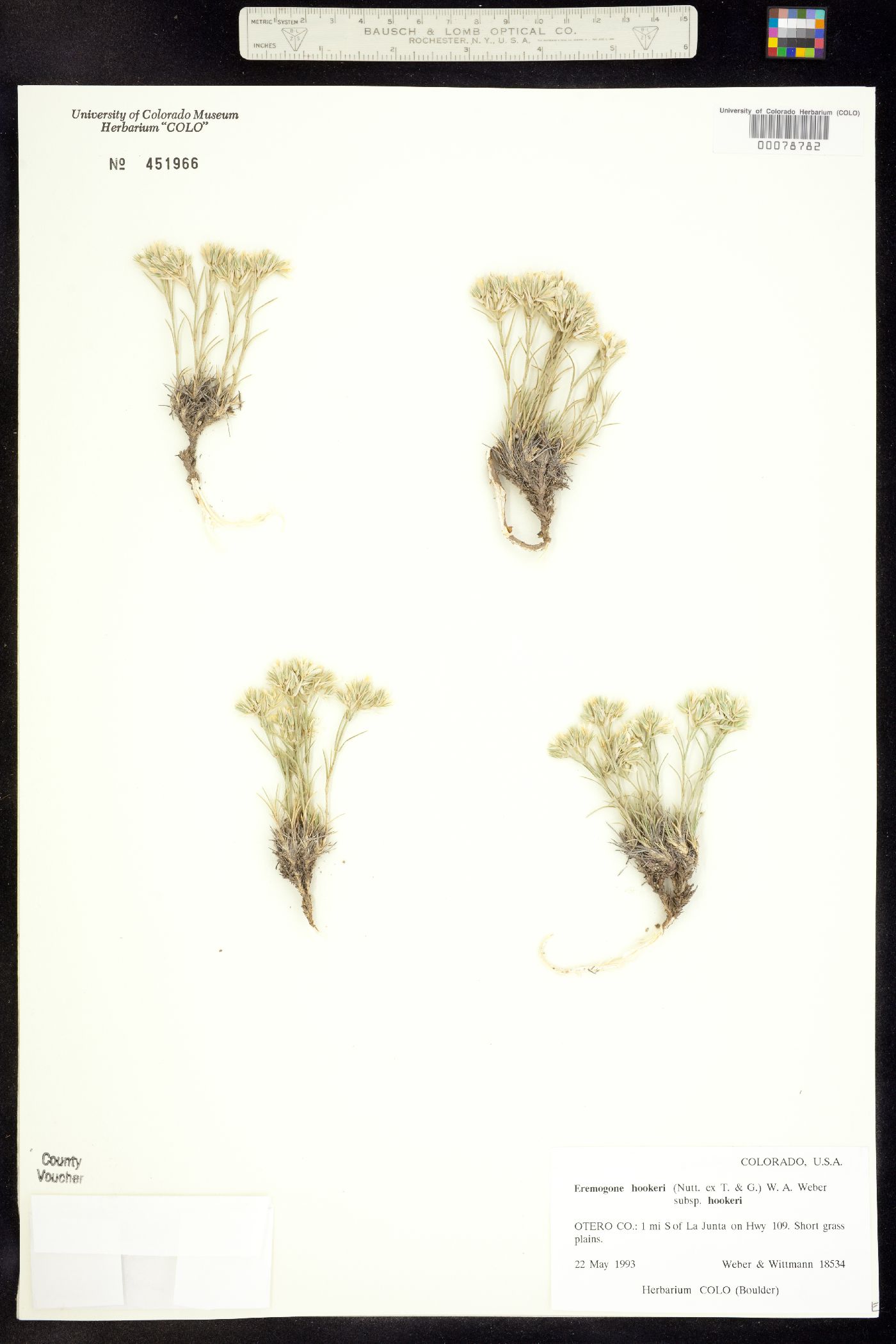 Eremogone hookeri ssp. hookeri image