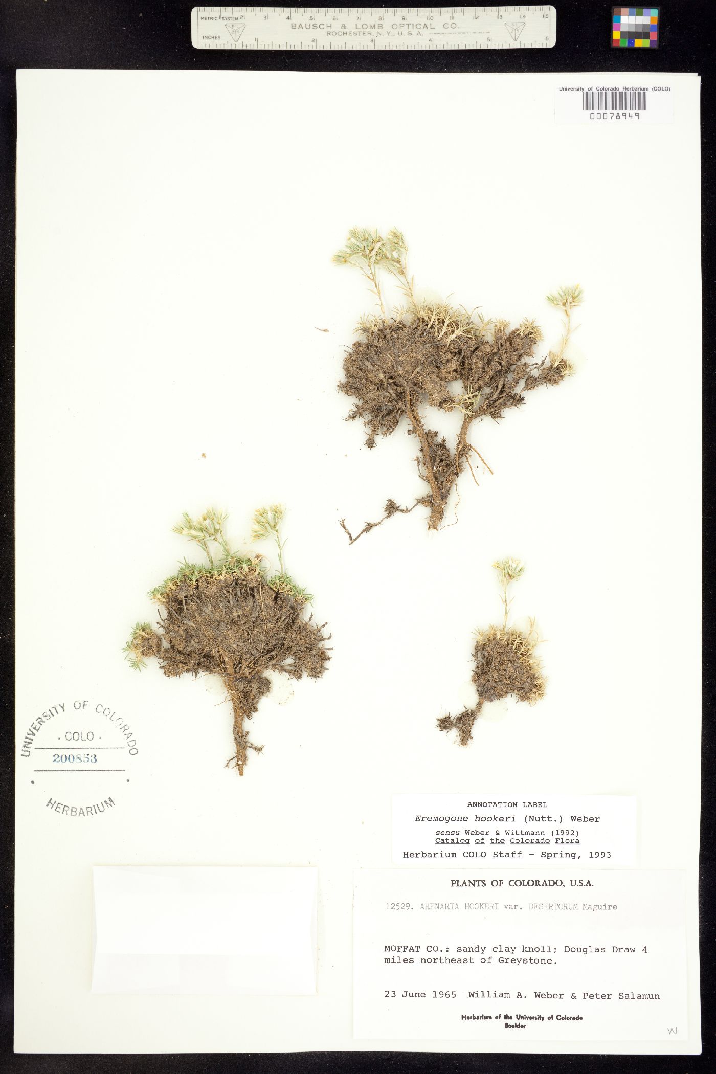 Eremogone hookeri subsp. desertorum image