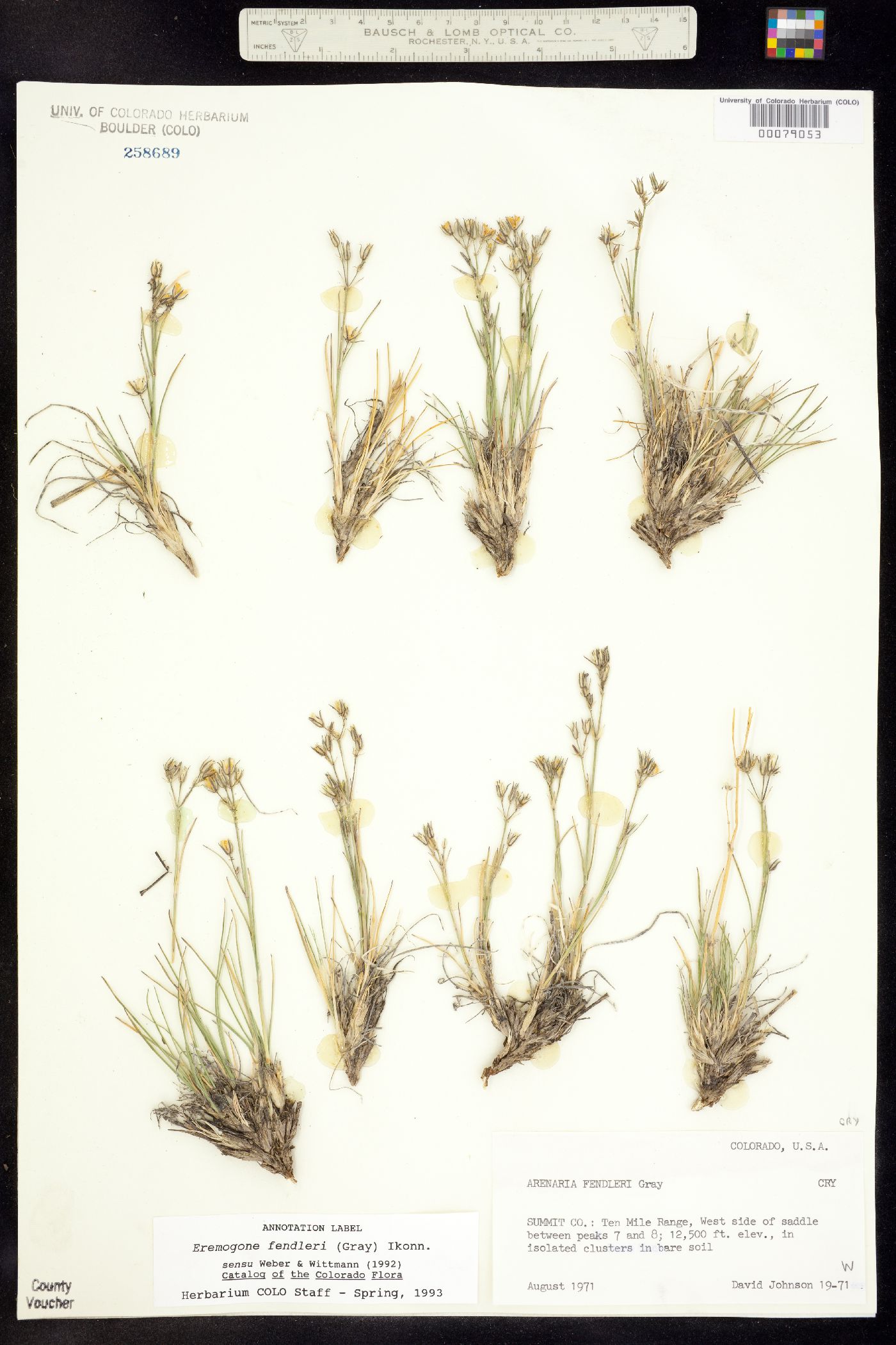 Eremogone fendleri image