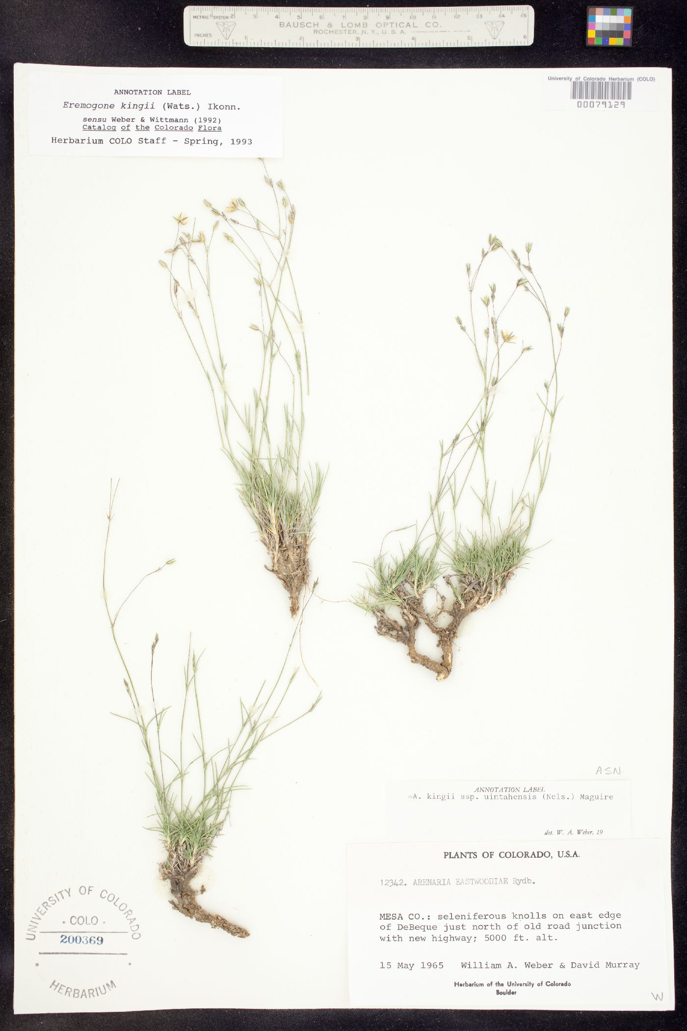 Eremogone kingii var. glabrescens image
