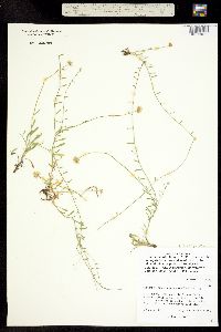 Erigeron flagellaris fma. breviligulatus image