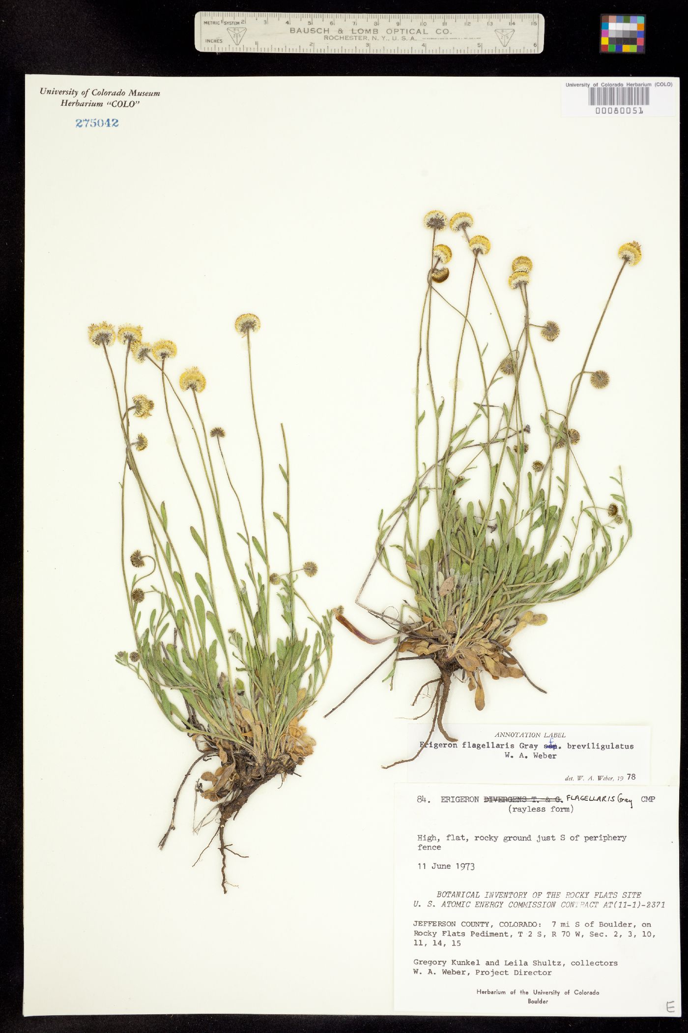 Erigeron flagellaris fma. breviligulatus image