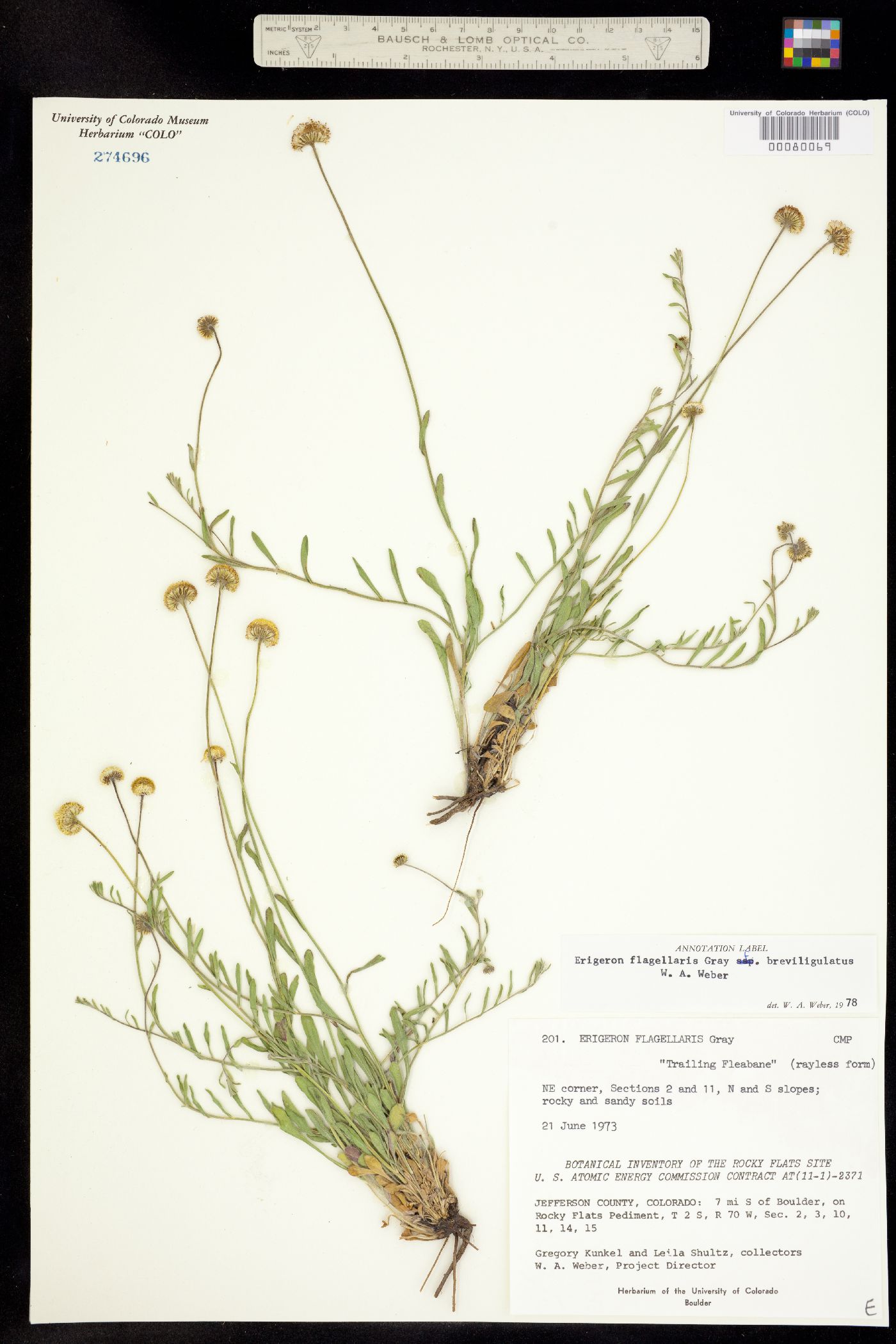 Erigeron flagellaris fma. breviligulatus image