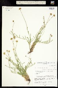 Erigeron flagellaris fma. breviligulatus image
