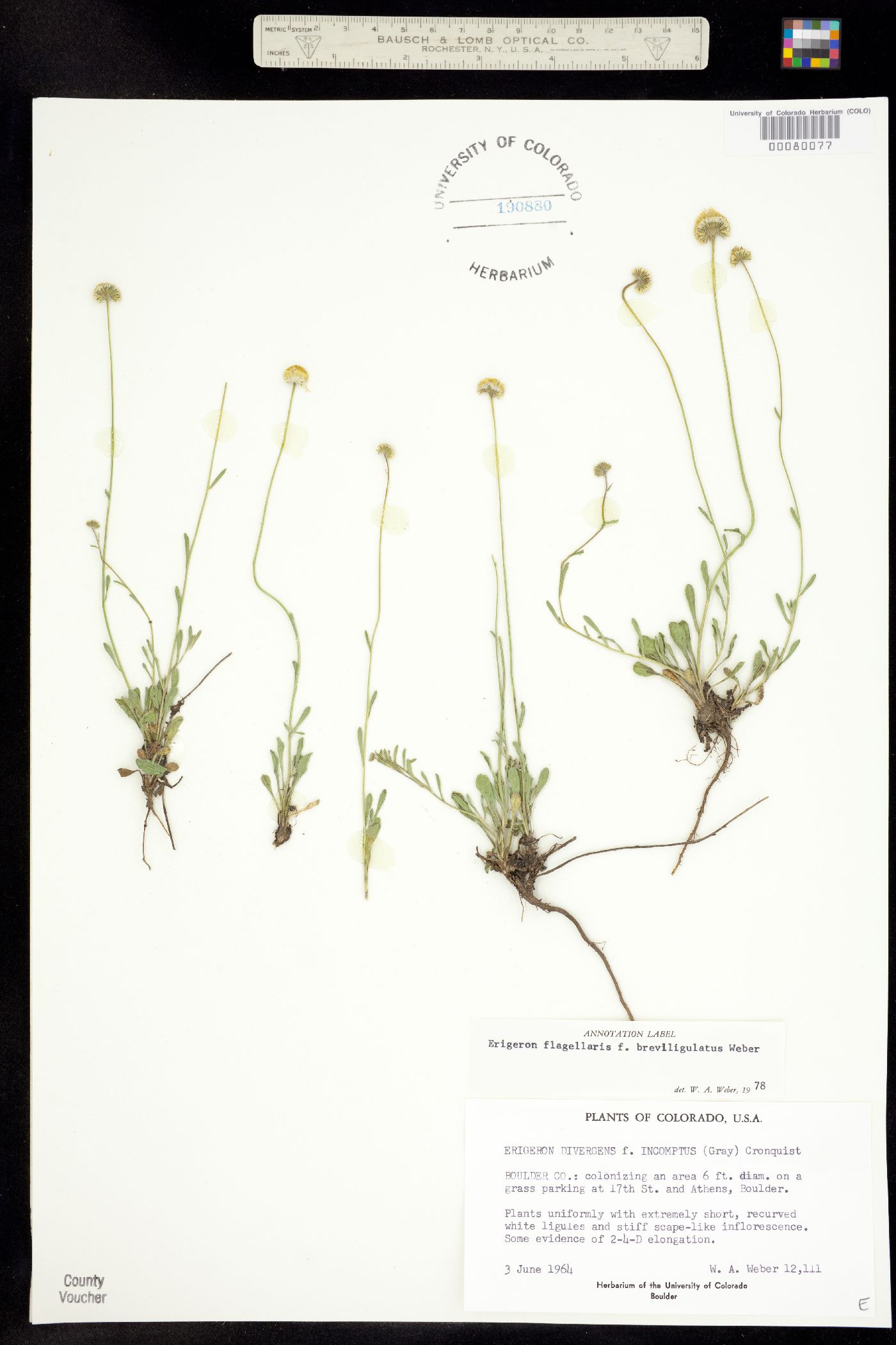 Erigeron flagellaris fma. breviligulatus image
