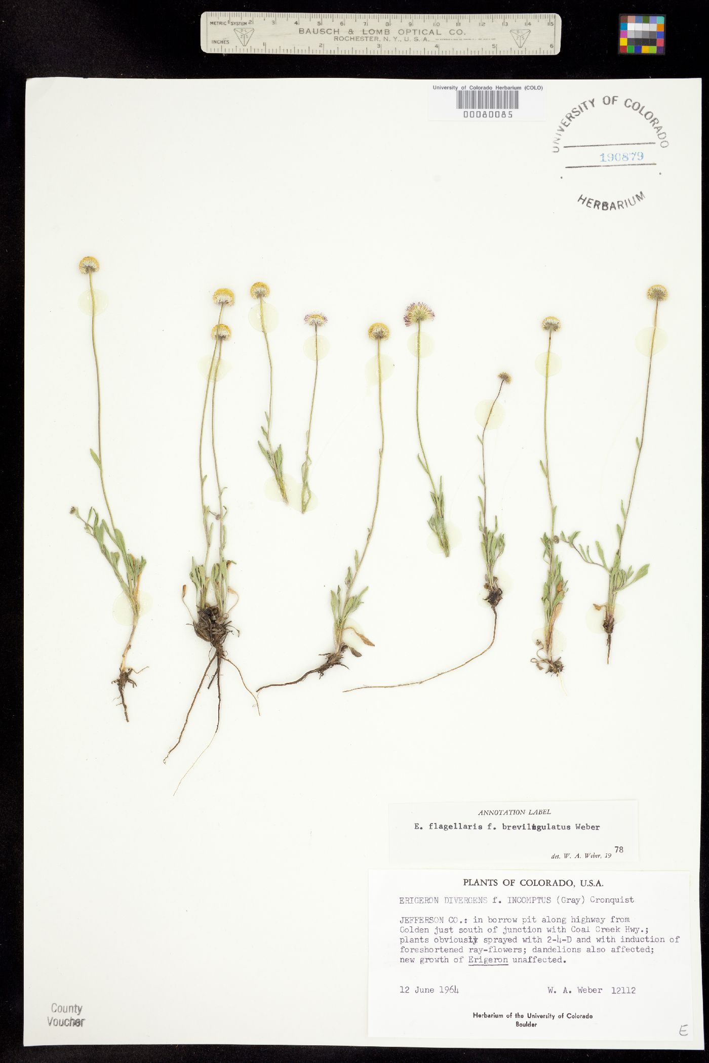 Erigeron flagellaris fma. breviligulatus image