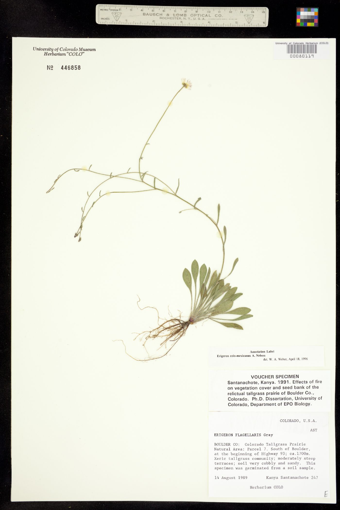 Erigeron colo-mexicanus image