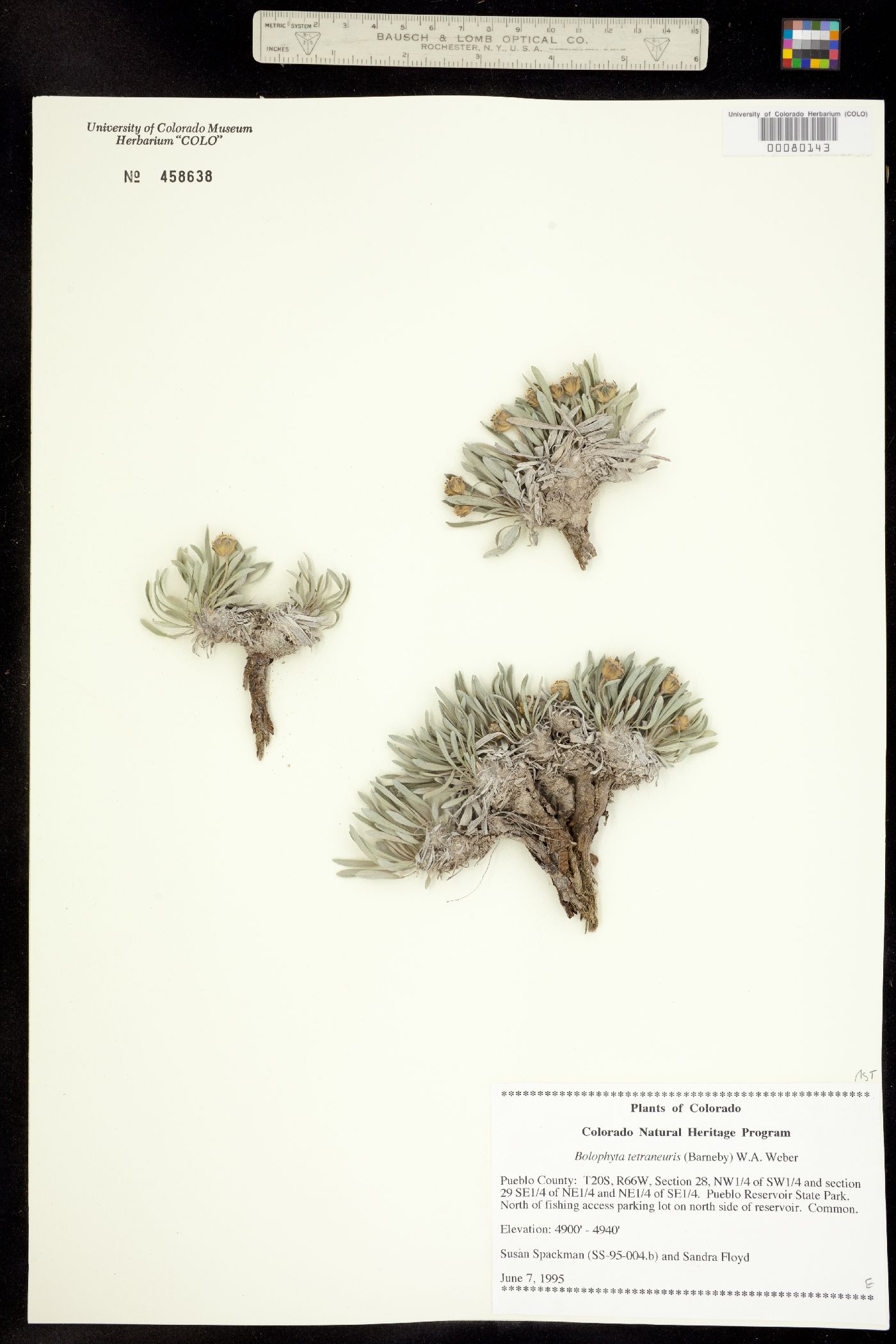 Bolophyta tetraneuris image