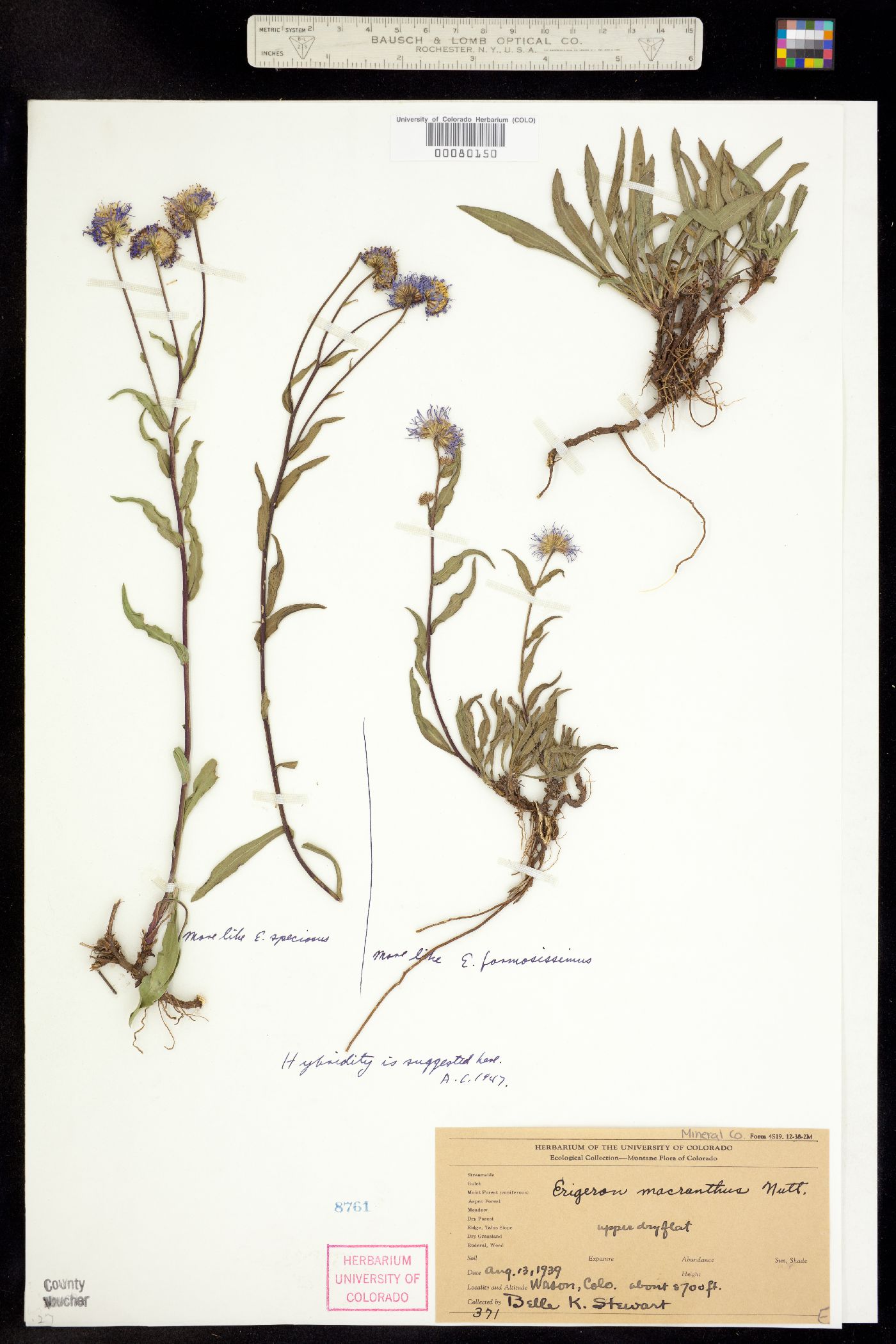 Erigeron formosissimus image