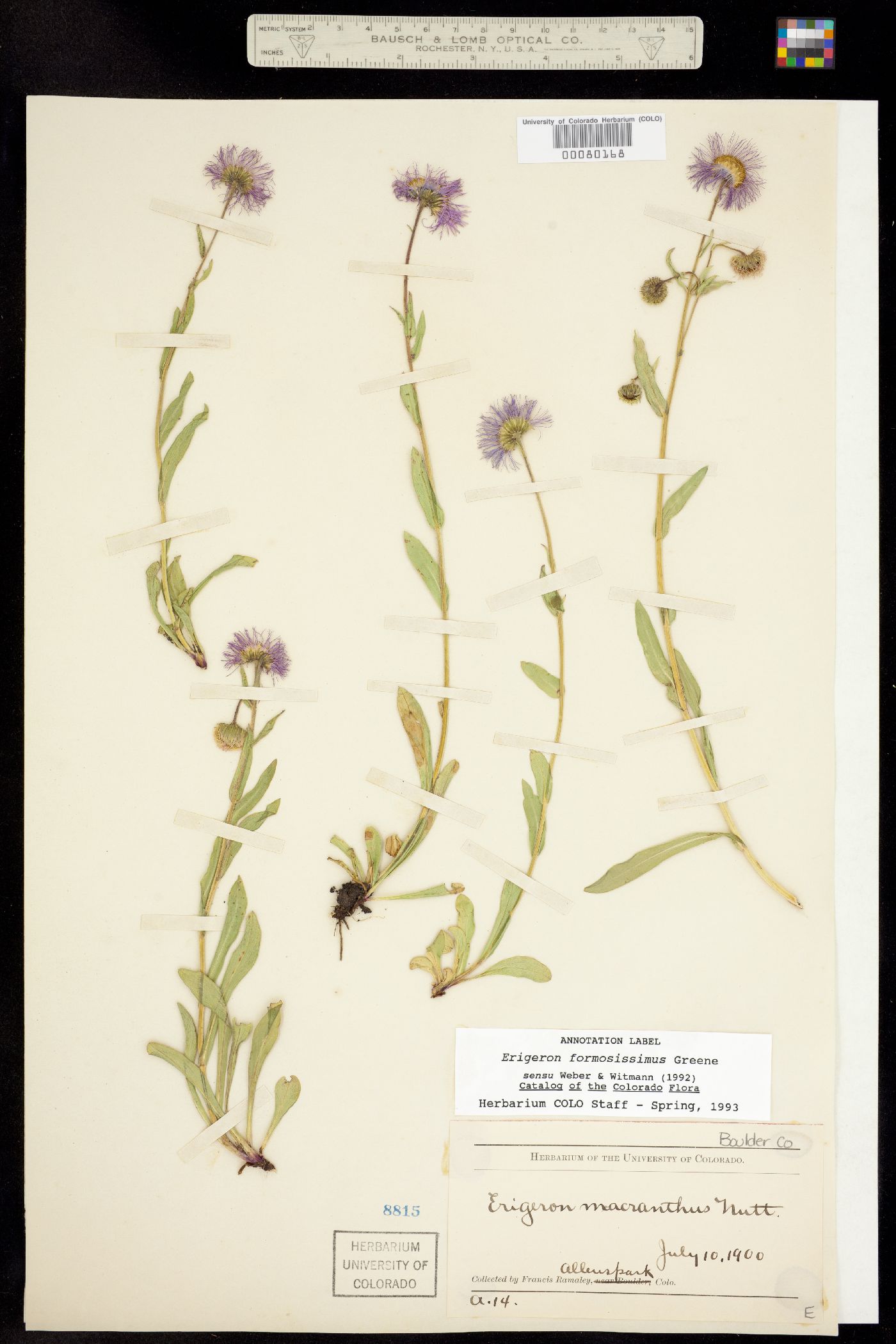 Erigeron formosissimus image