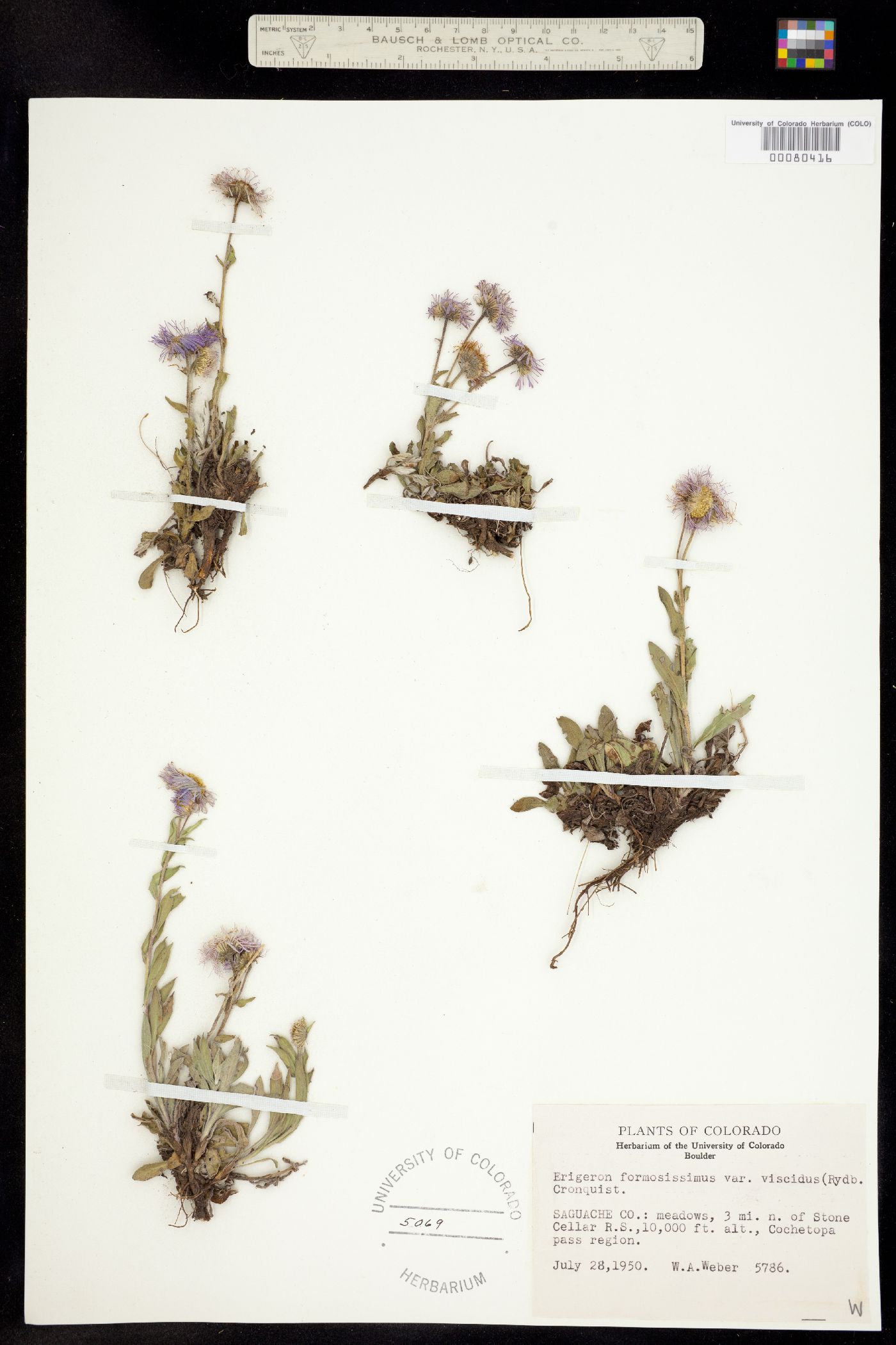 Erigeron formosissimus var. viscidus image